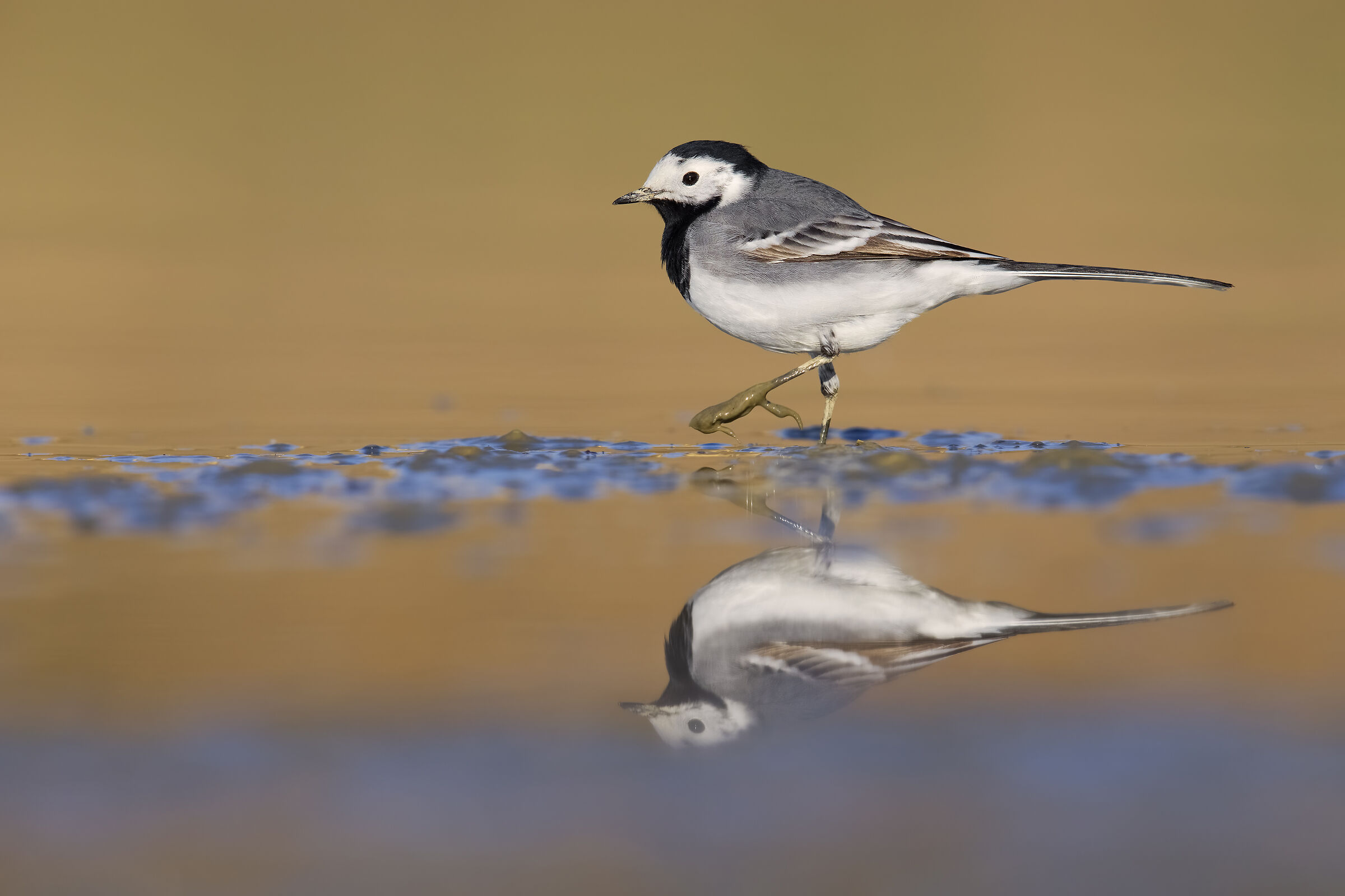 white wagtail
