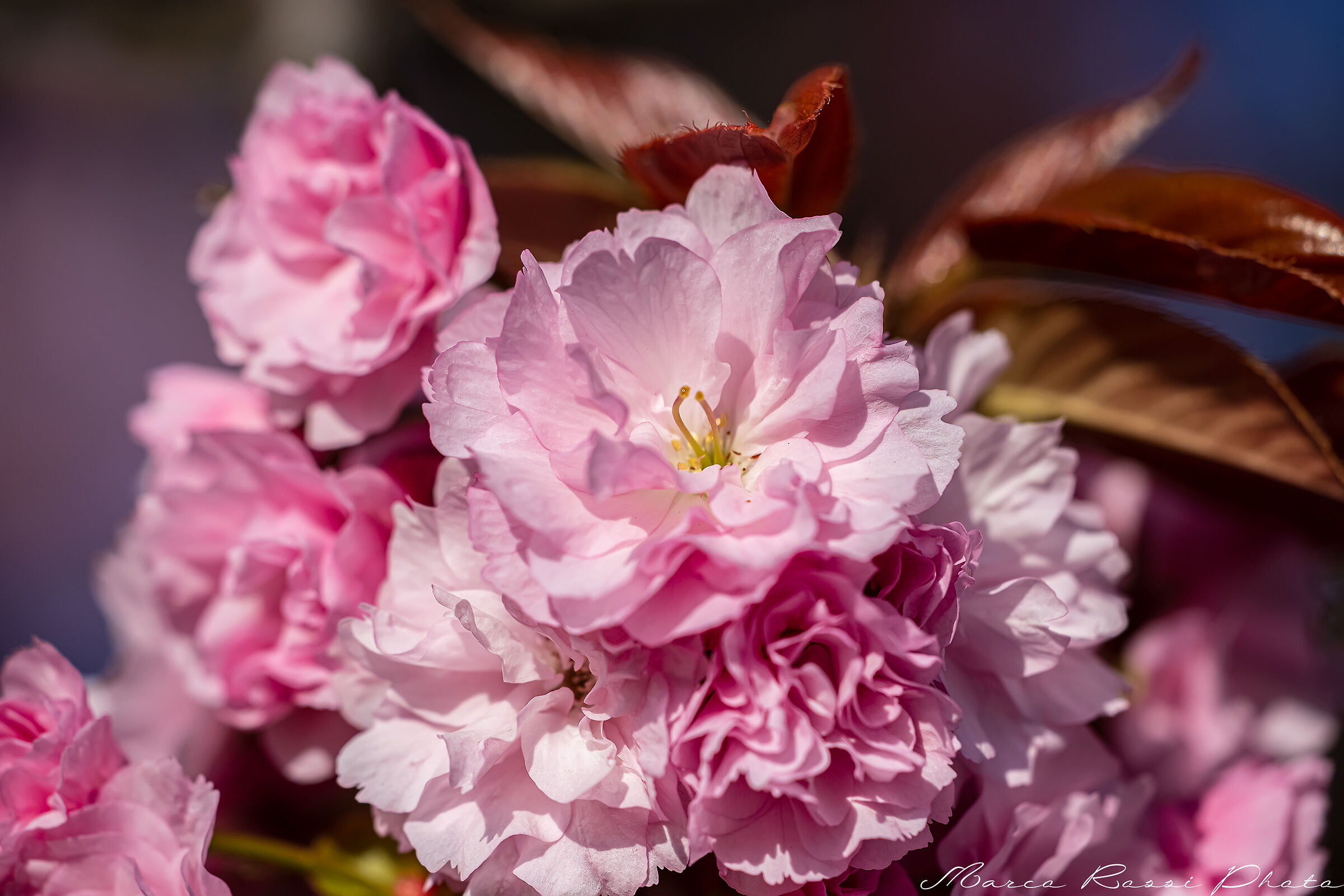 Primavera arriva comunque