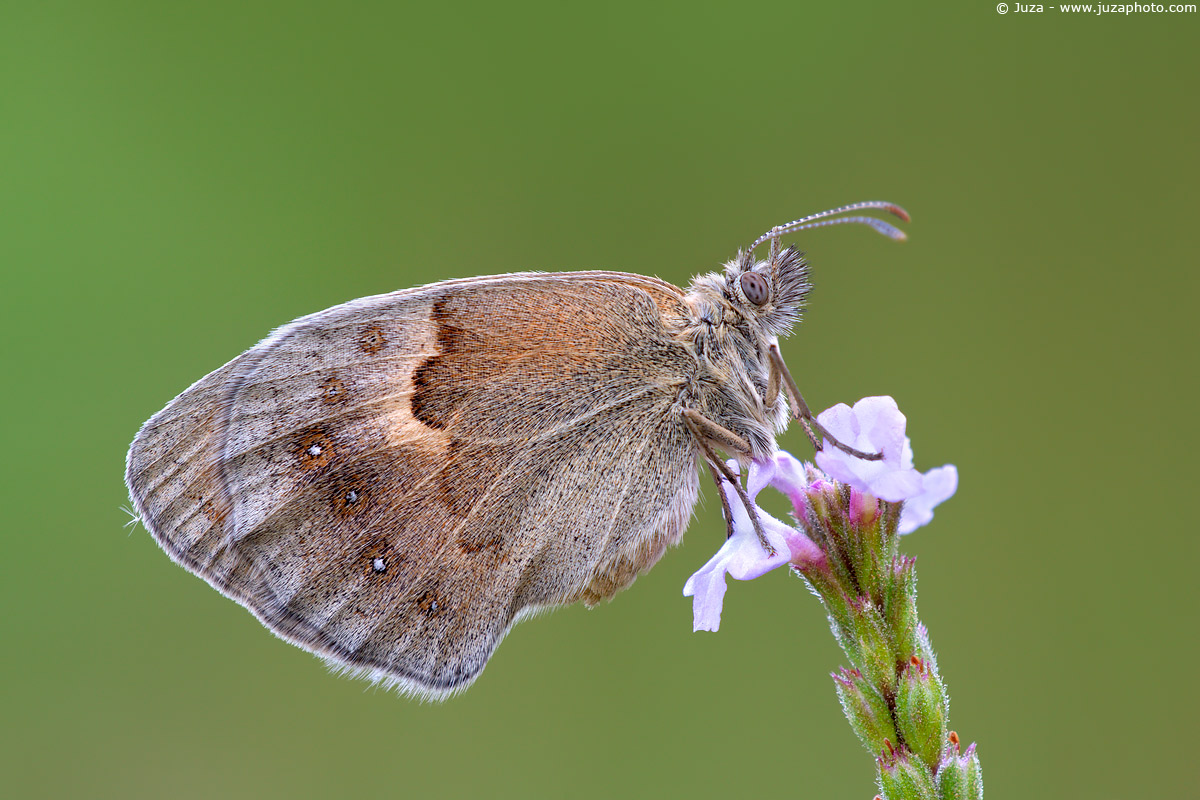 Coenonympha pamphilus, 005876