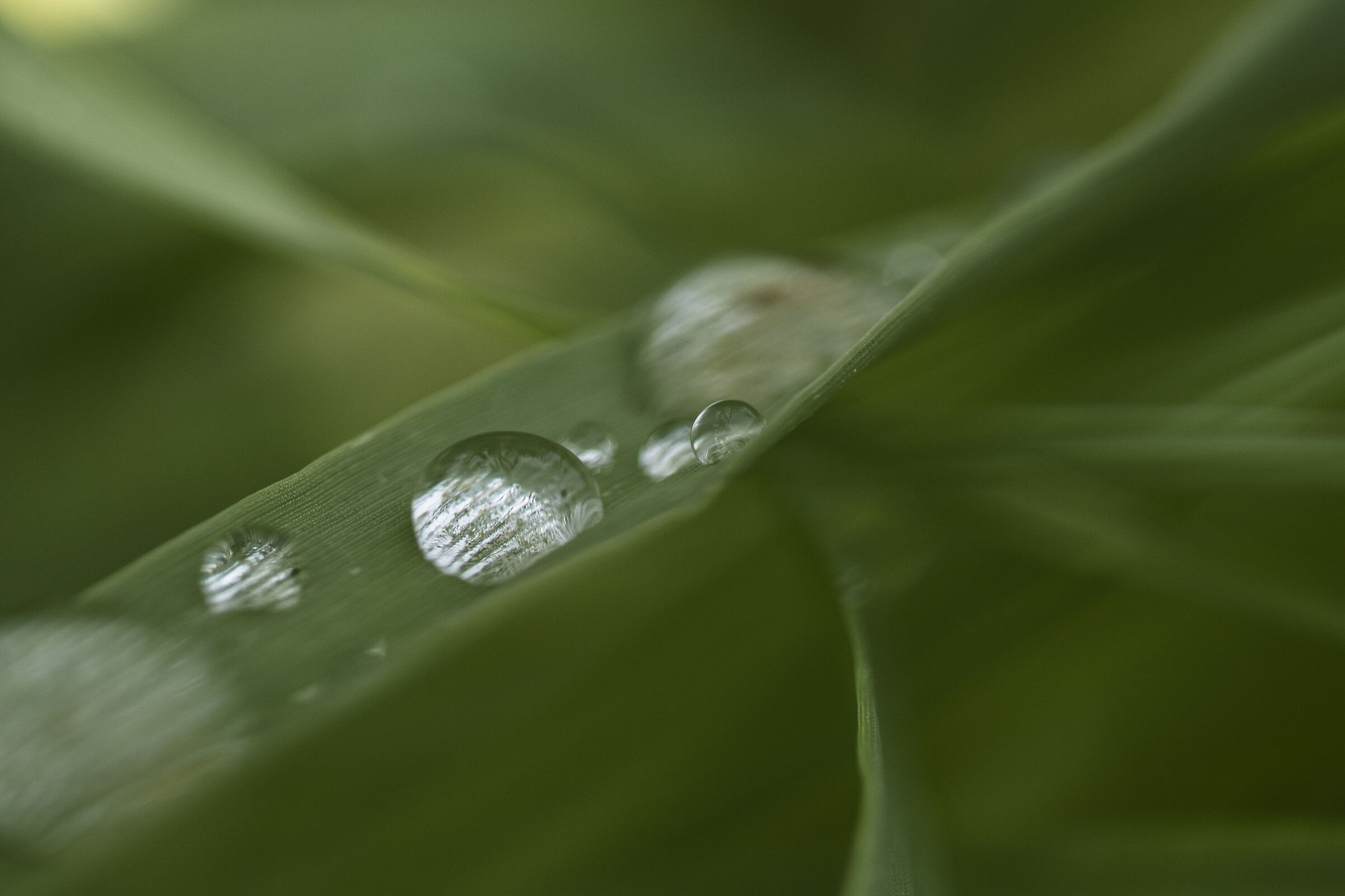 droplet