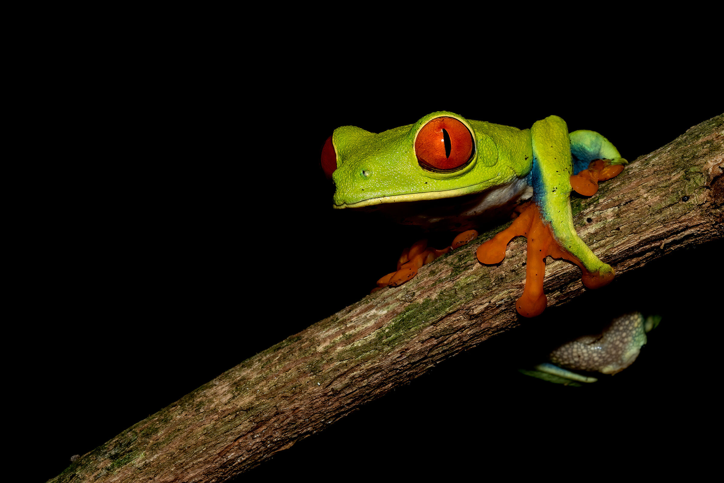 Red-eyed tree frog, Costarica