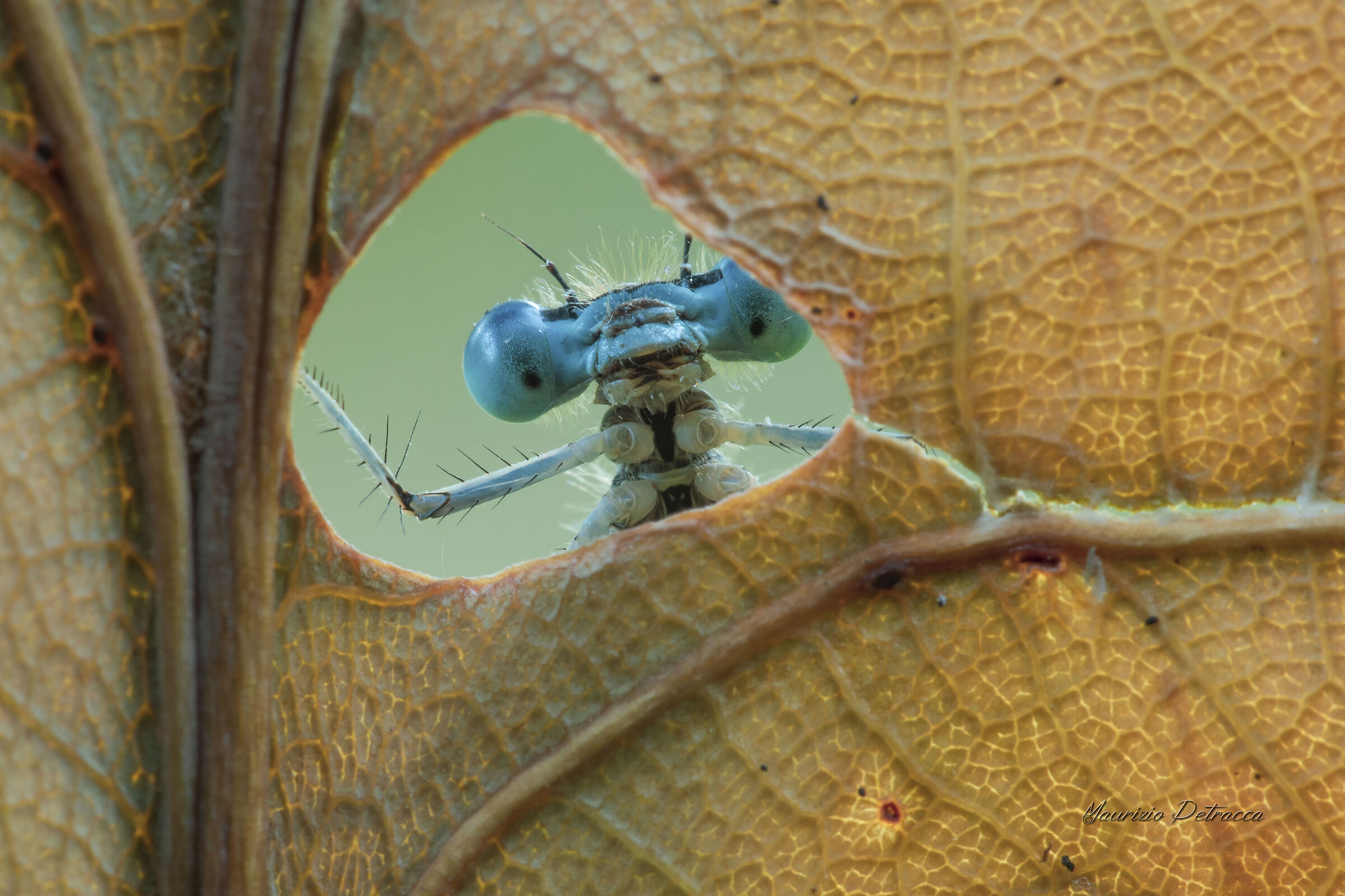 La finestra sul mondo..