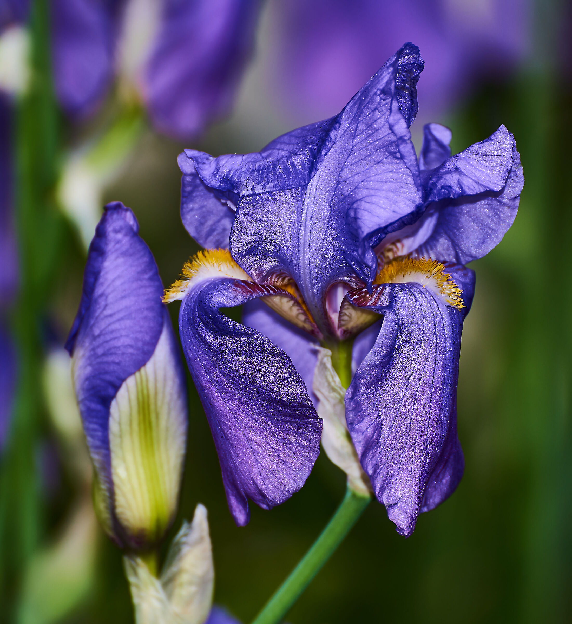 Iris