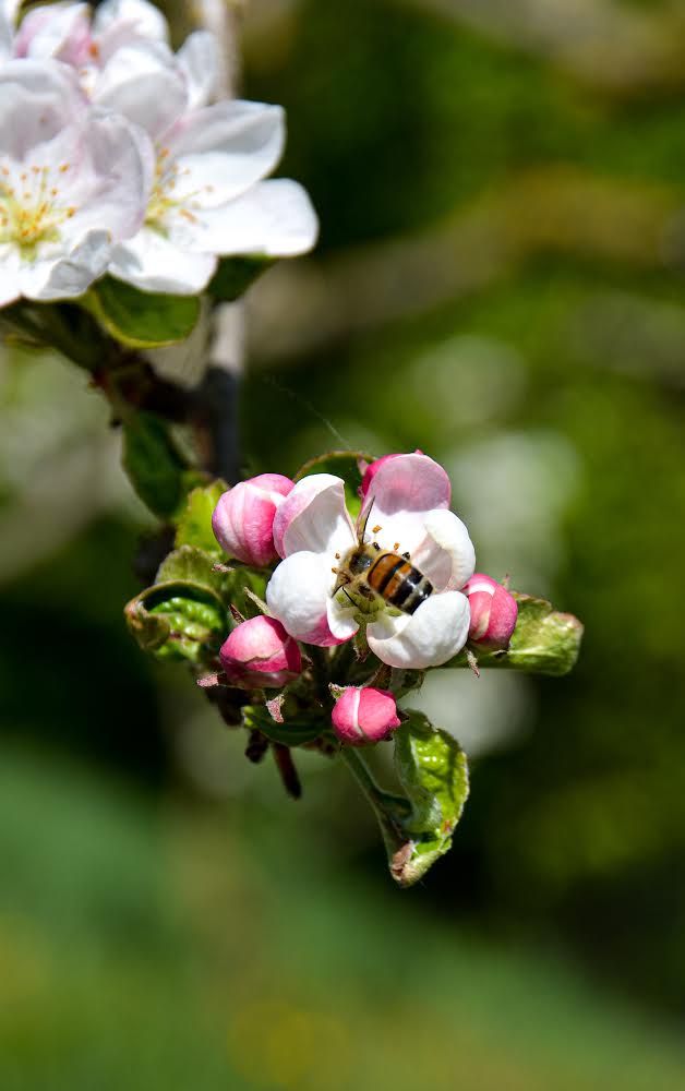 Bee