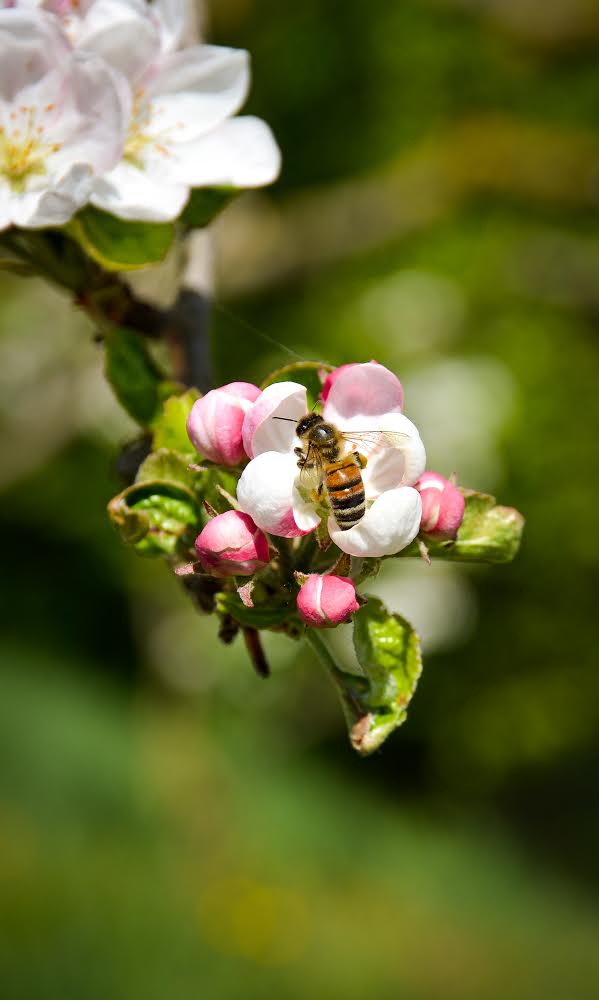 Bee