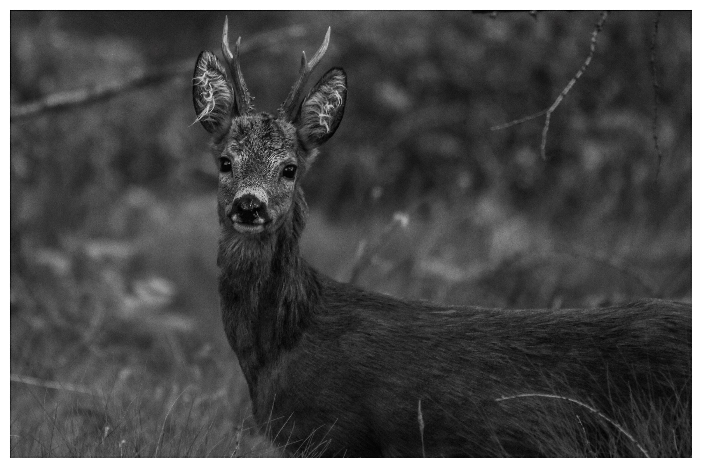 Roe deer in Val Malgina