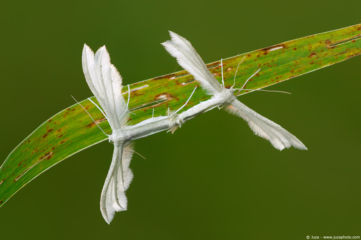 Pterophorus pentadactyla, 005877