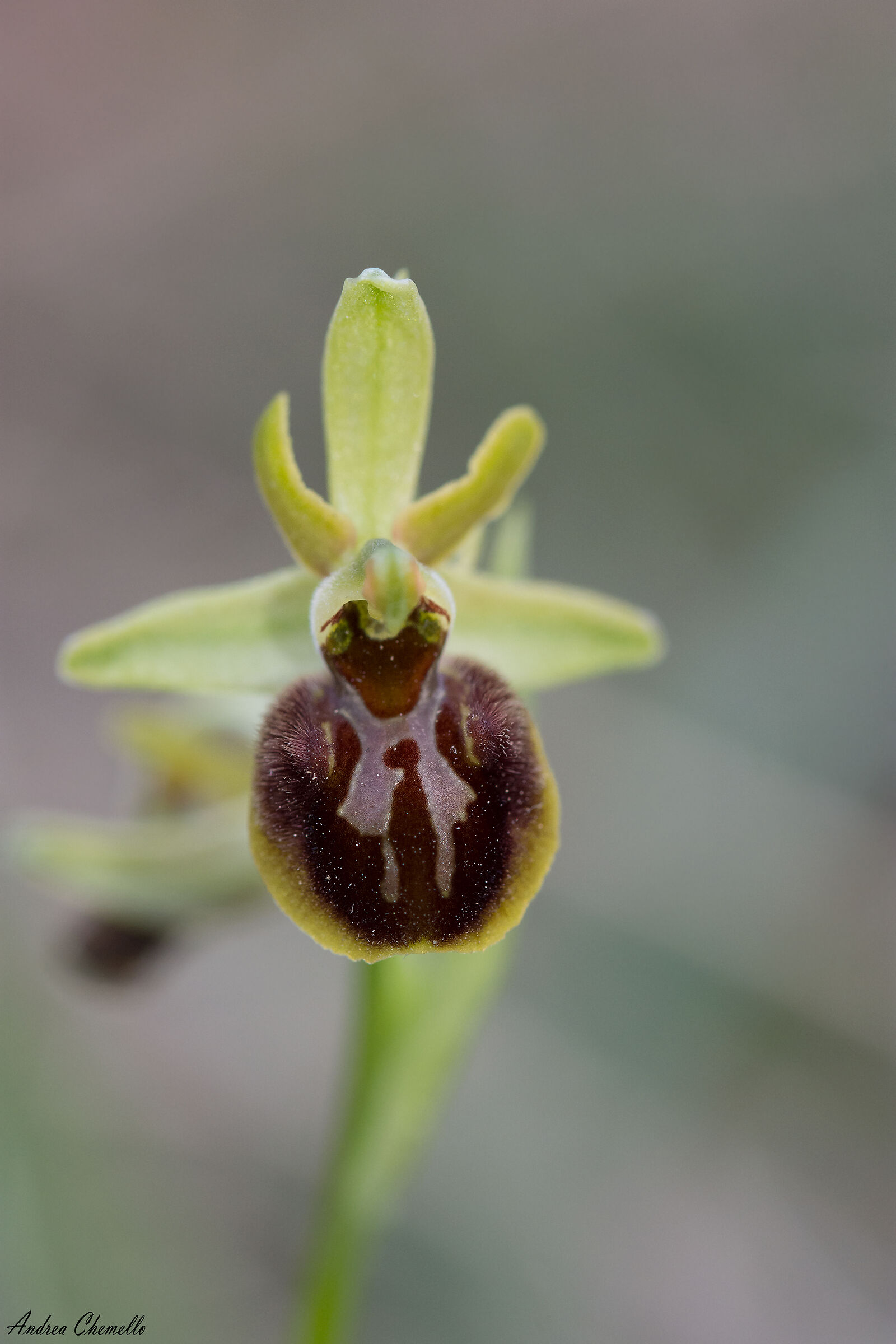 Ofride verde-bruna (Ophrys sphegodes)