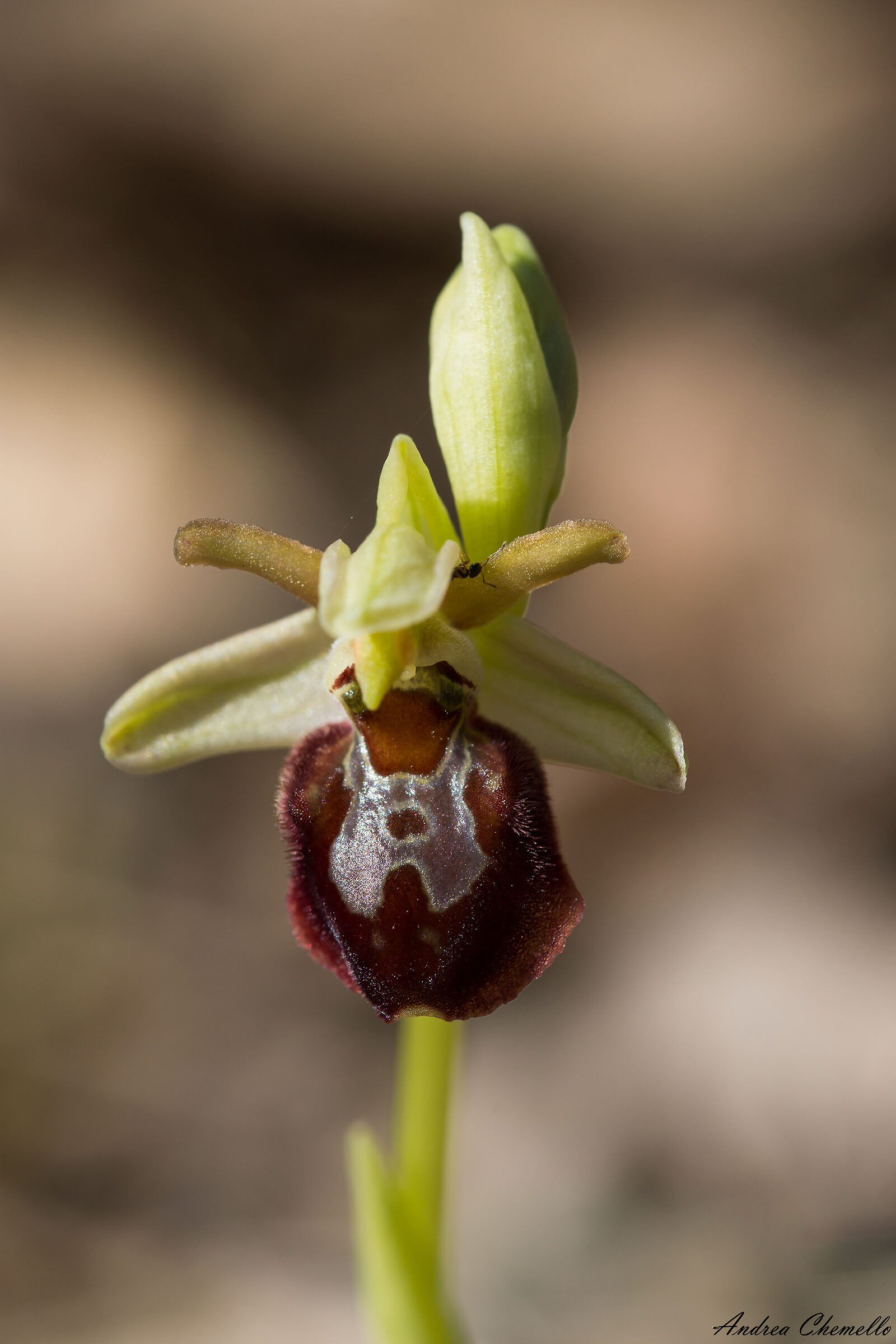 Ofride verde-bruna (Ophrys sphegodes)