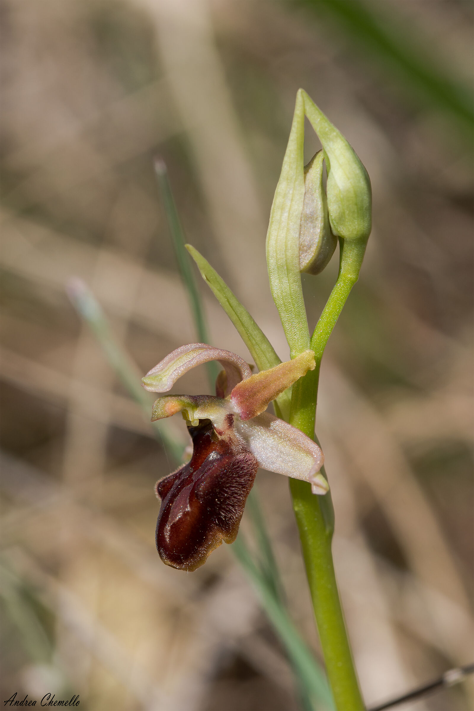 Ofride verde-bruna (Ophrys sphegodes)