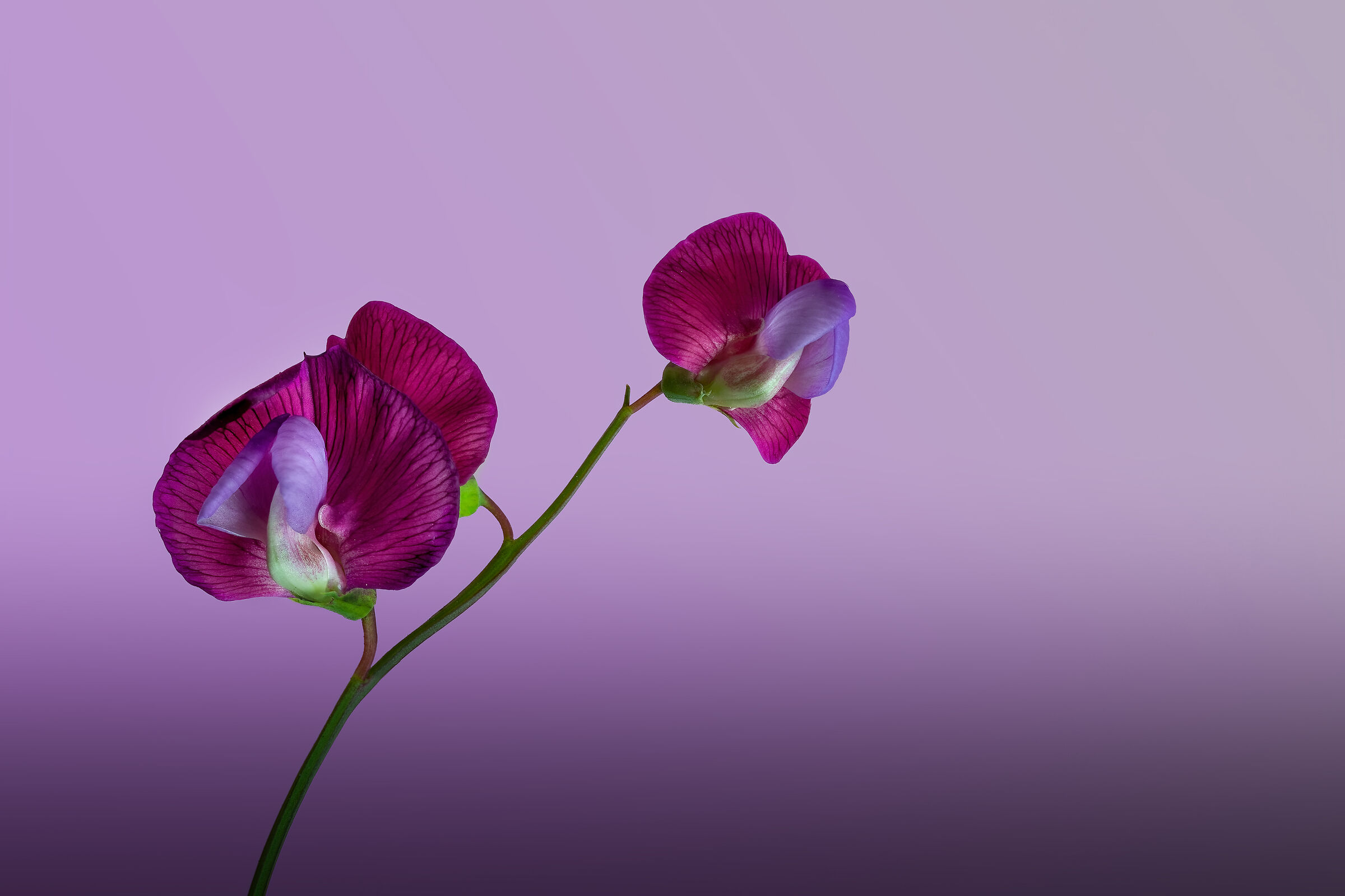 lathyrus latifolius | cicerchia a foglie larghe