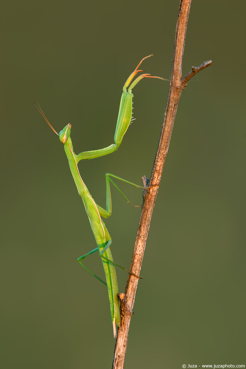 Mantis religiosa, 005907