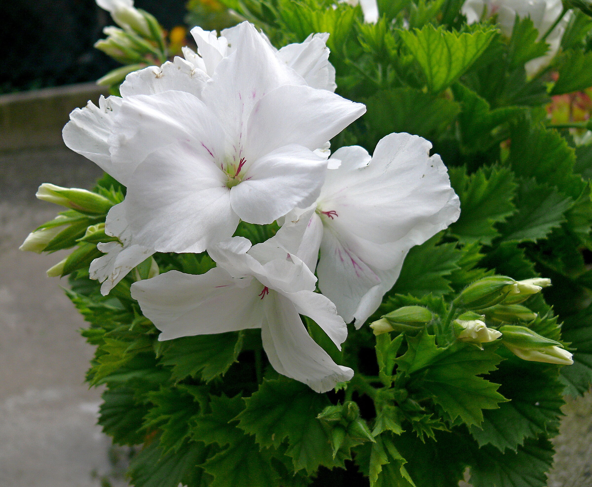 Geranium Montano