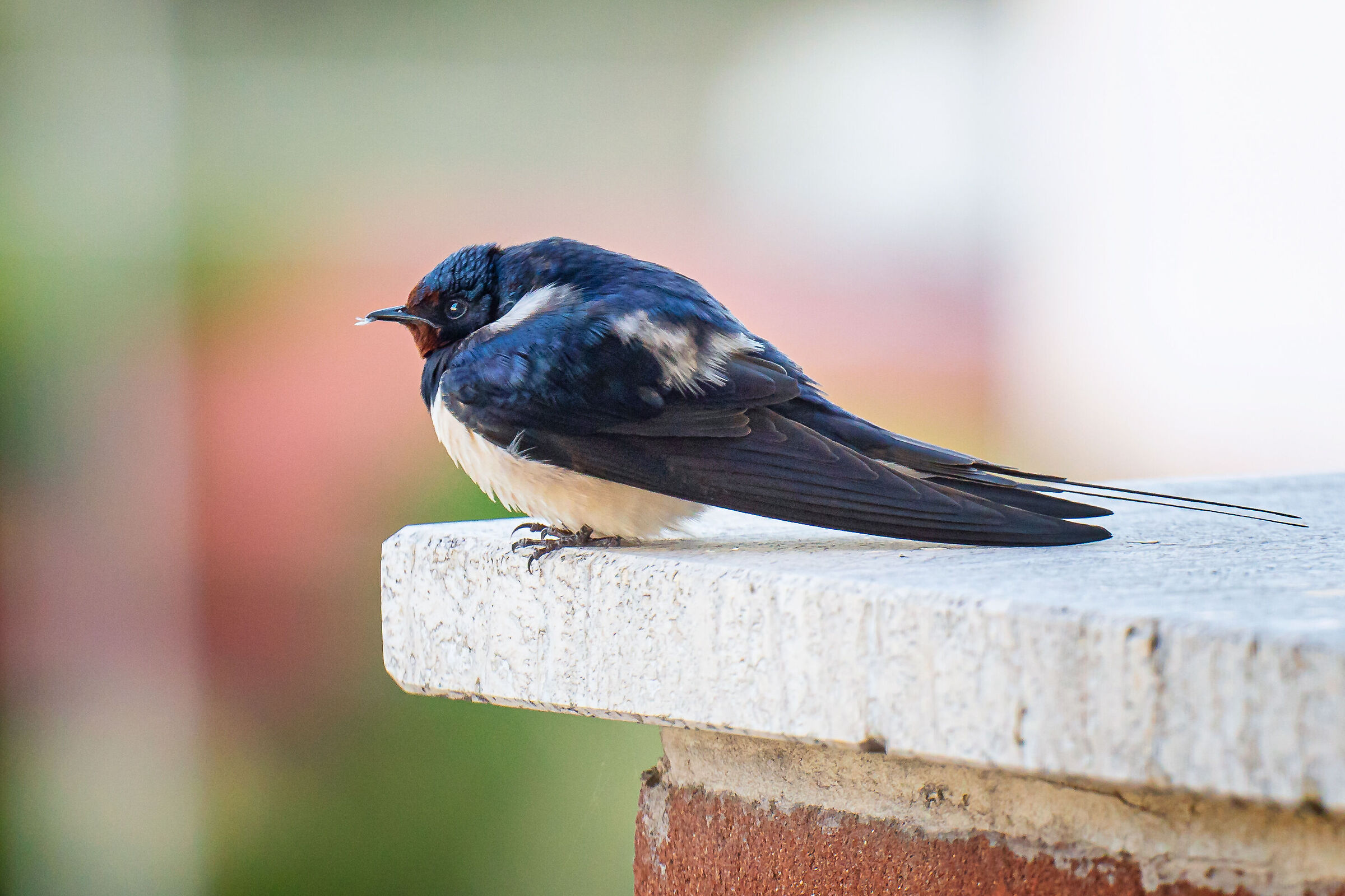 Incontri Inaspettati(Rondine infreddolita sul balcone)