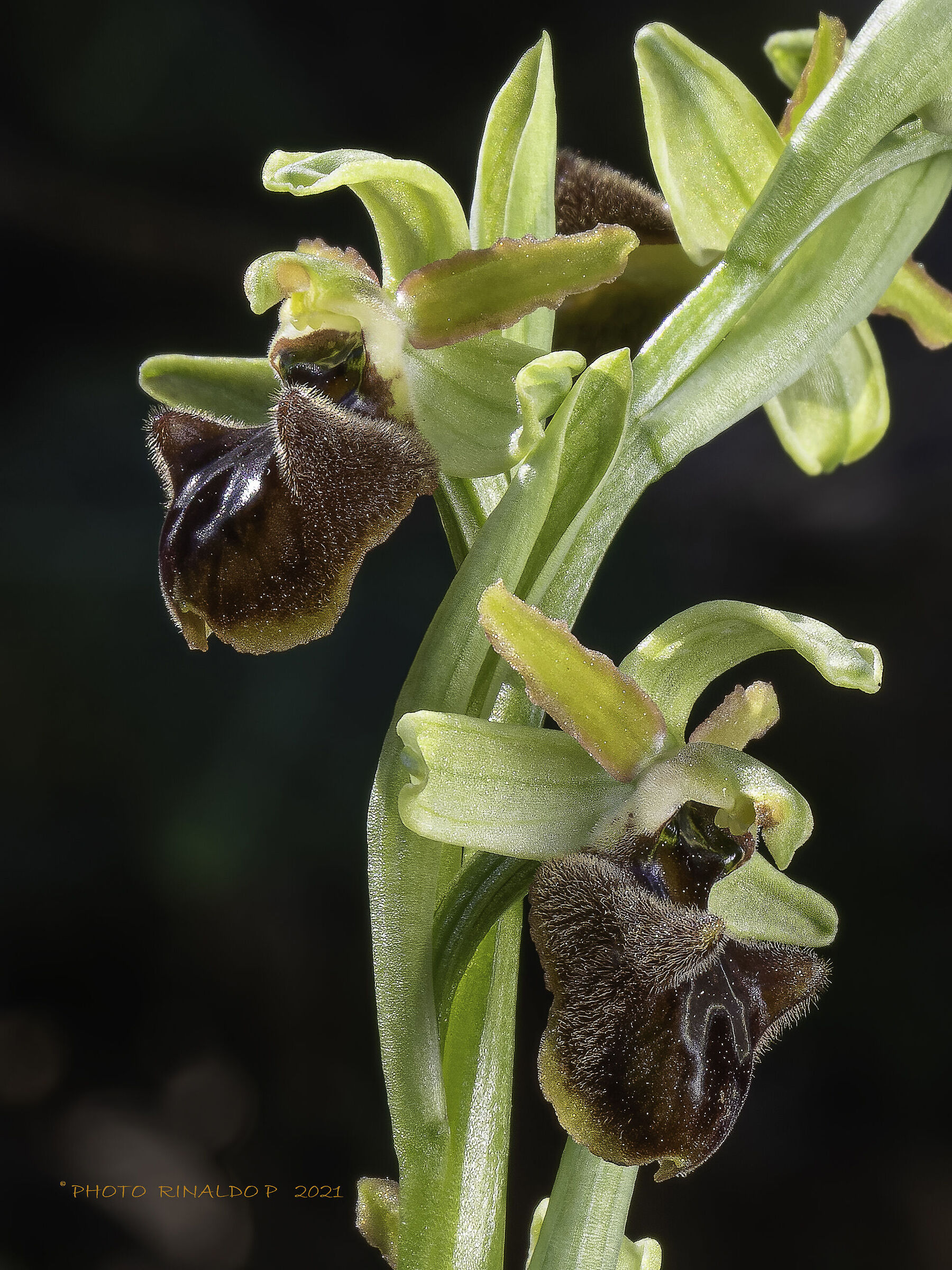 Spegodes's ophrys