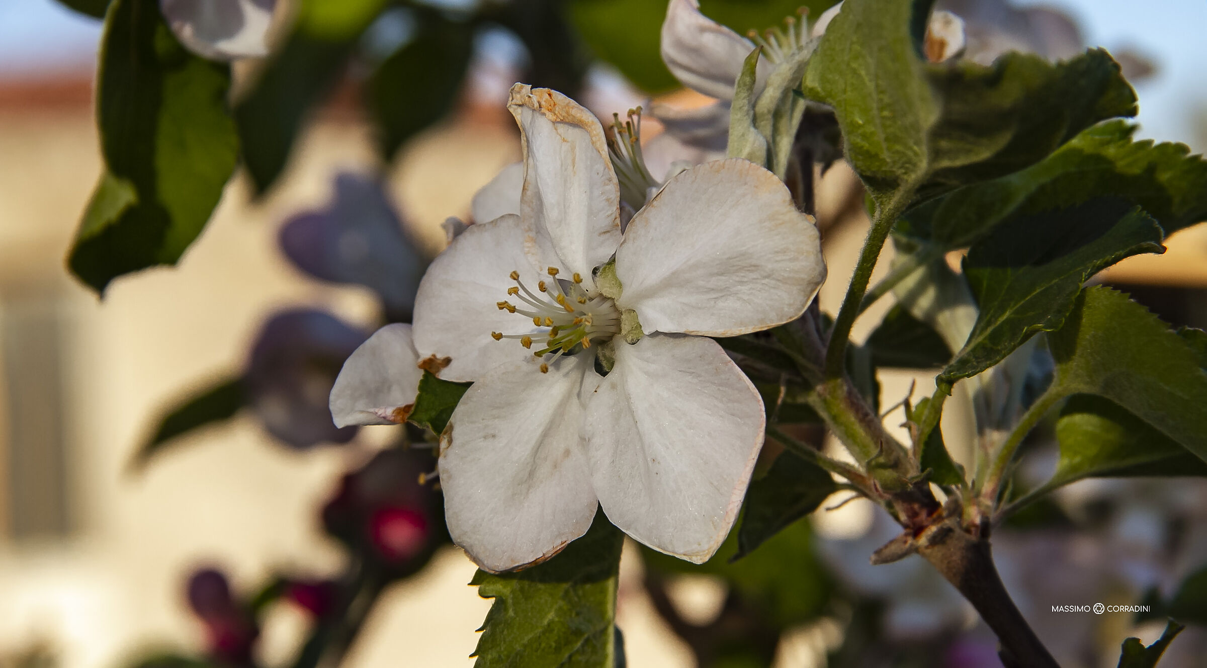 Non...Melo..aspettavo!!