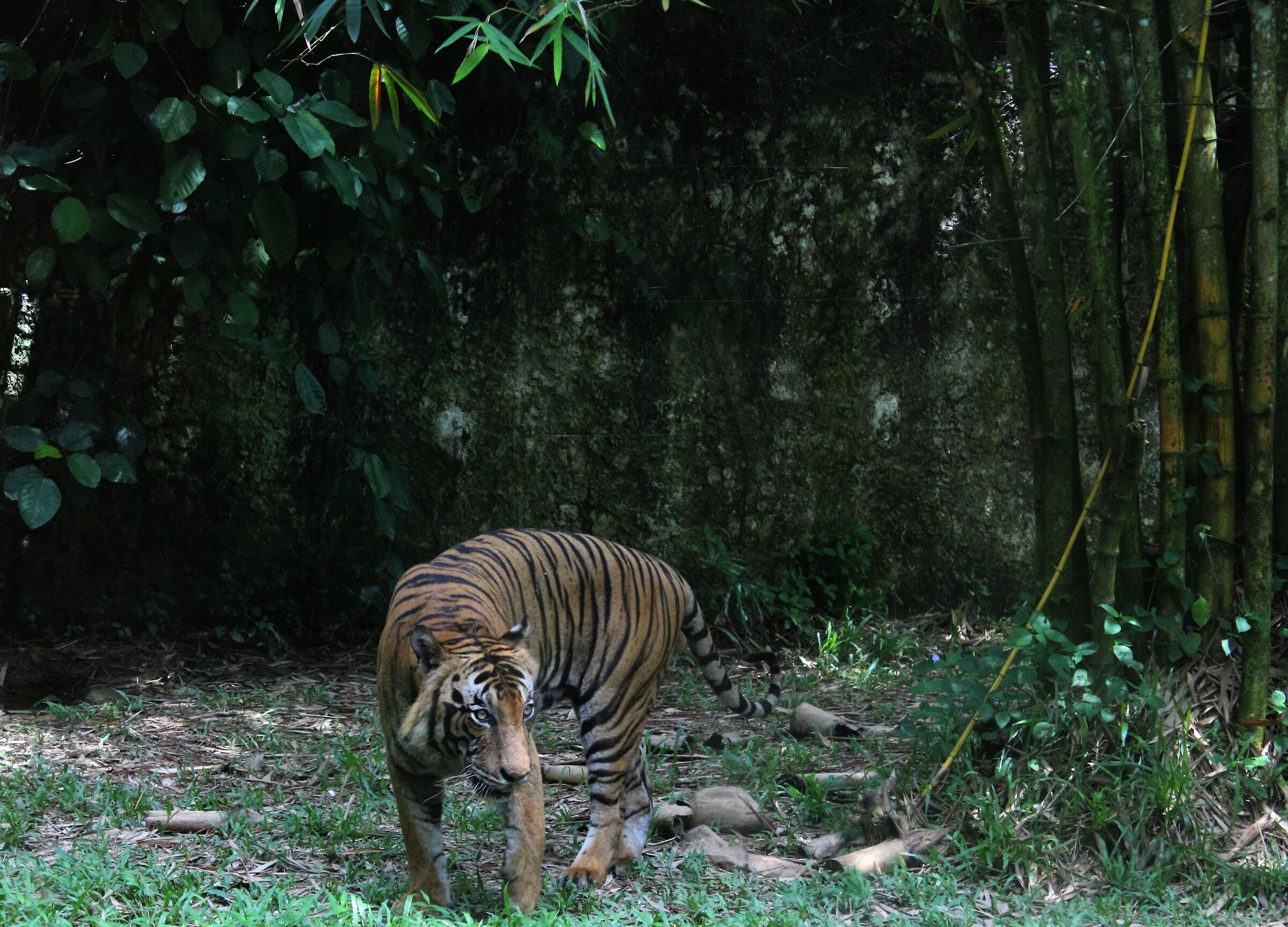 malay tiger