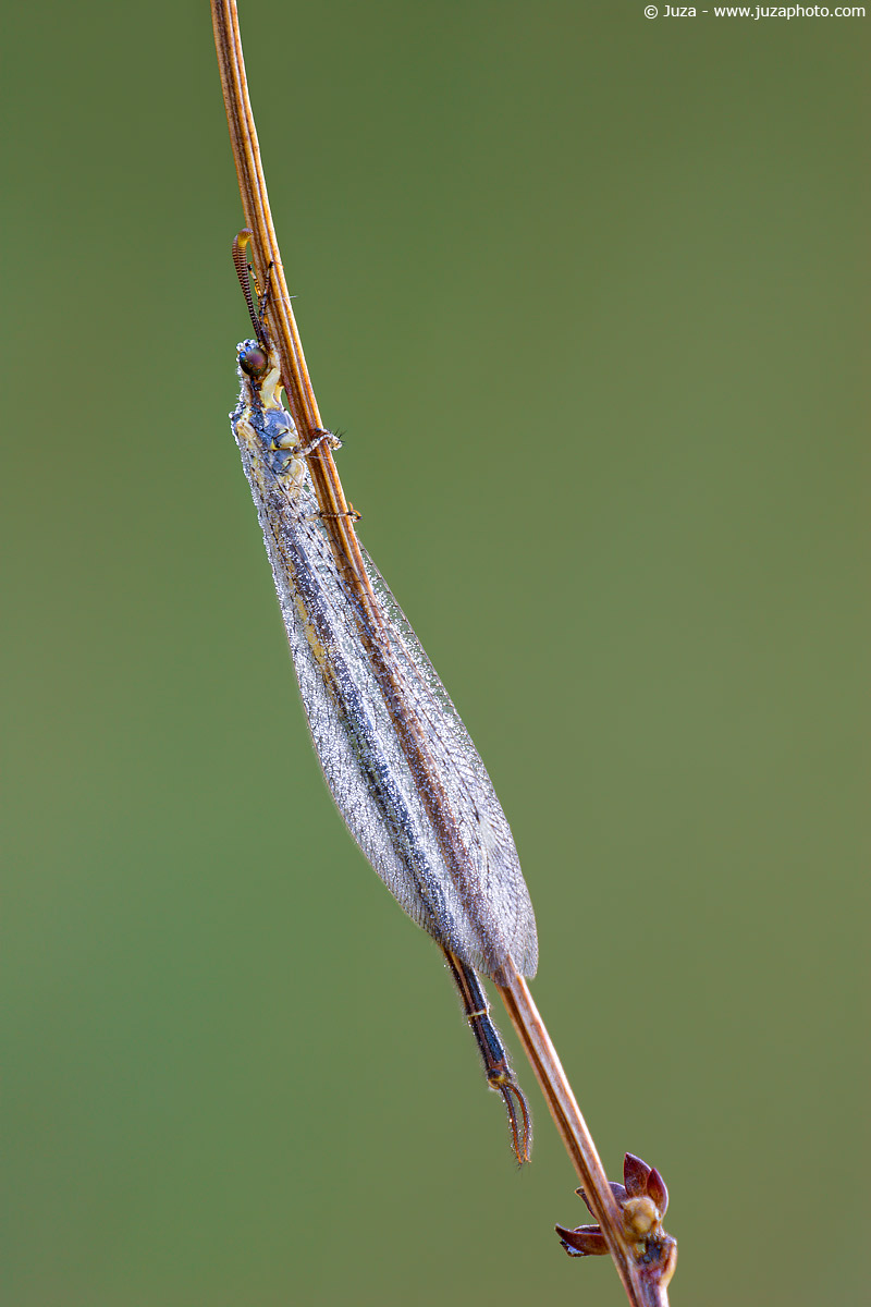 Macronemurus appendiculatus, 005881