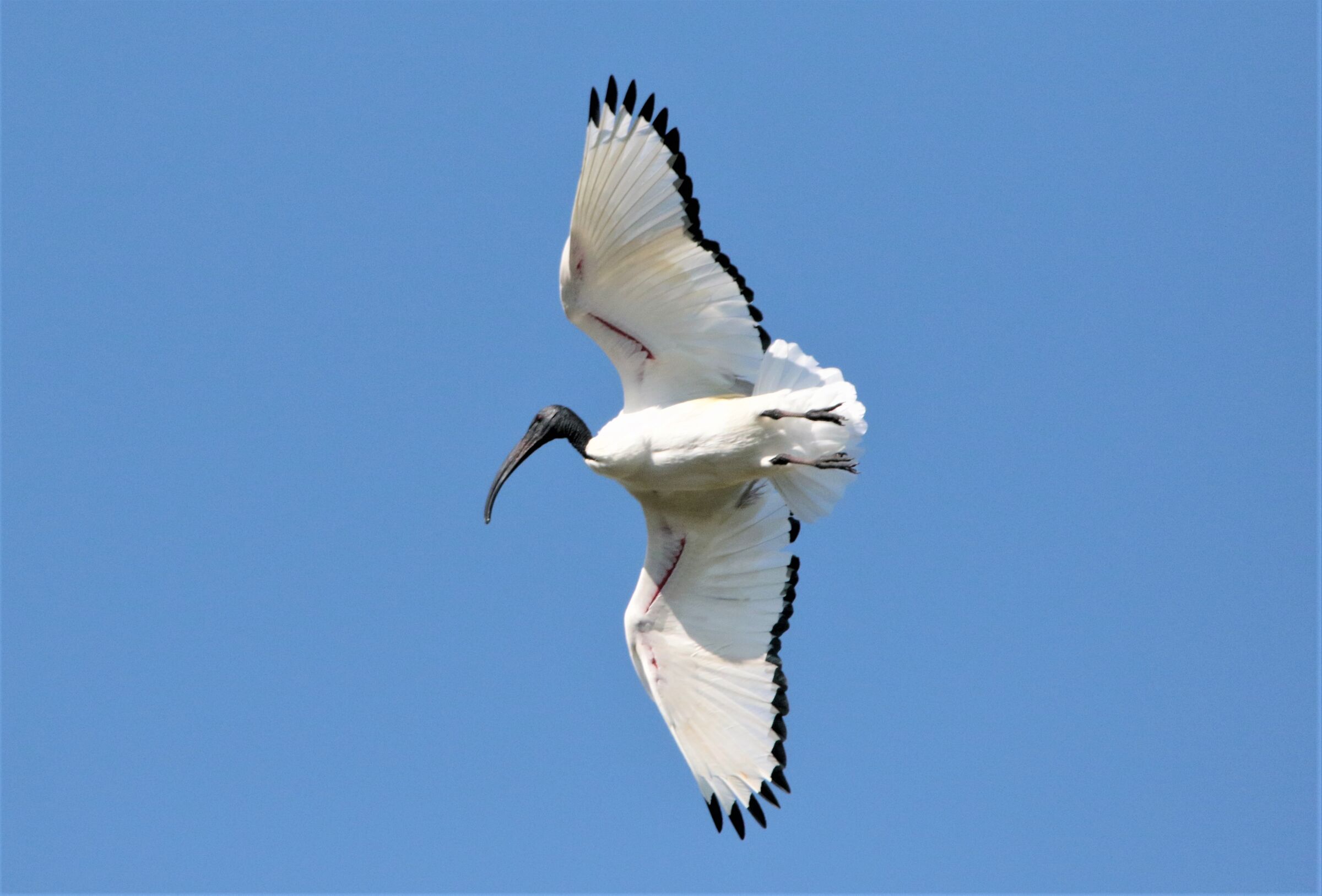 ibis