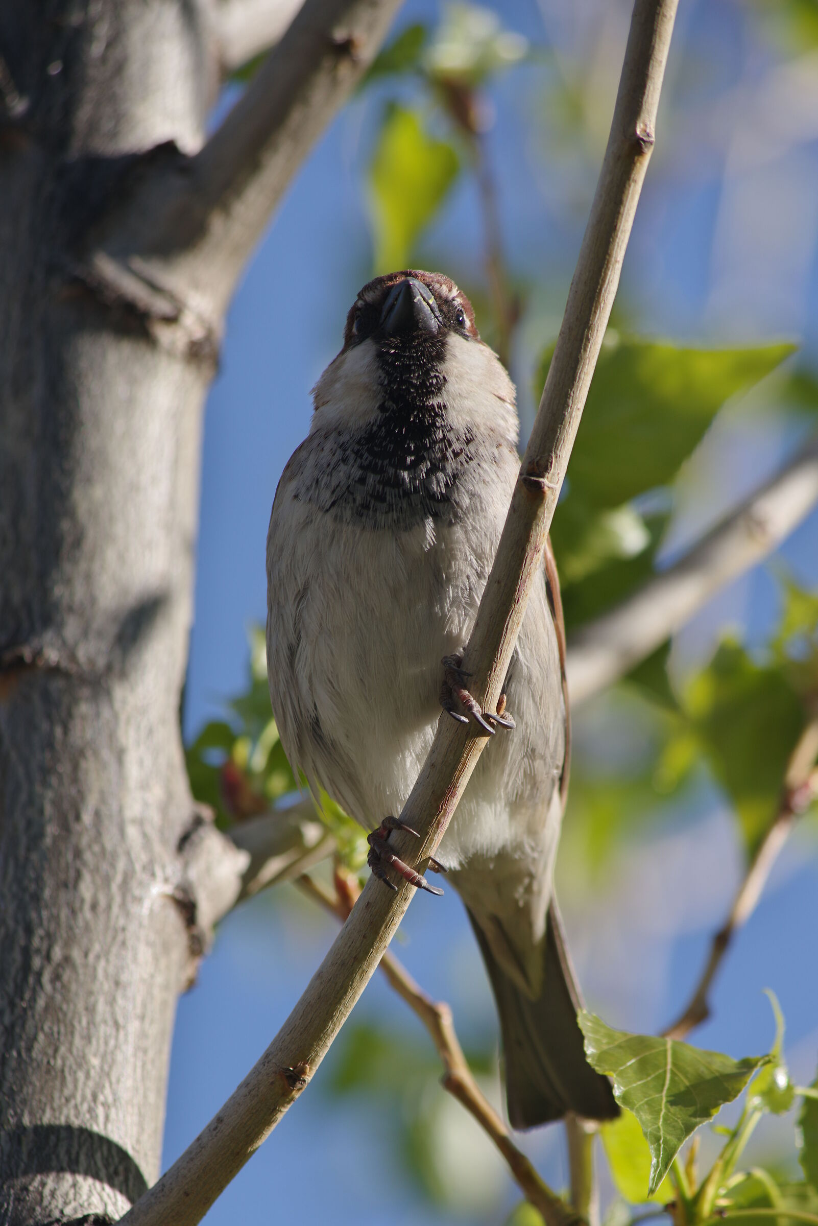 young sparrow