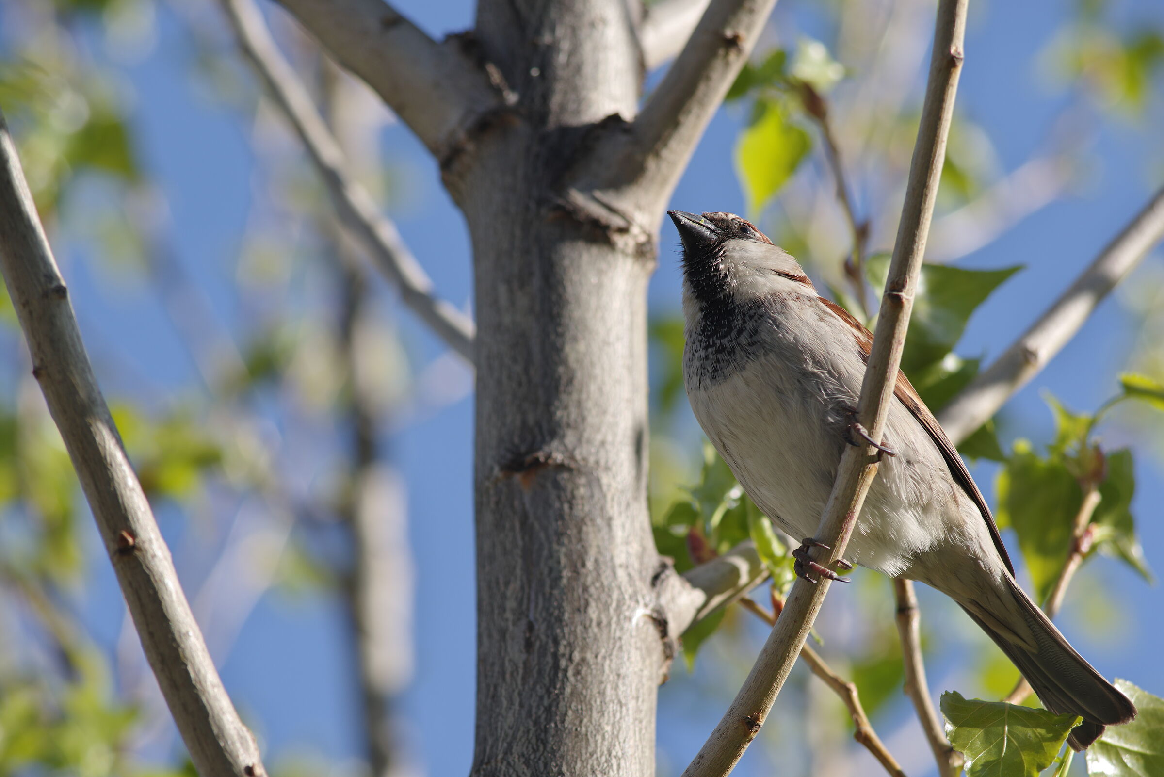 young sparrow
