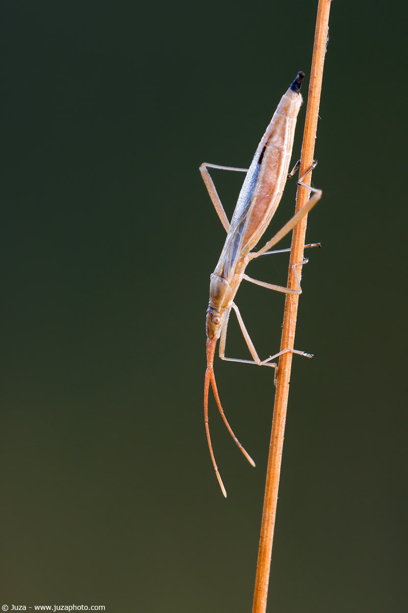 Chorosoma schillingi, 005893