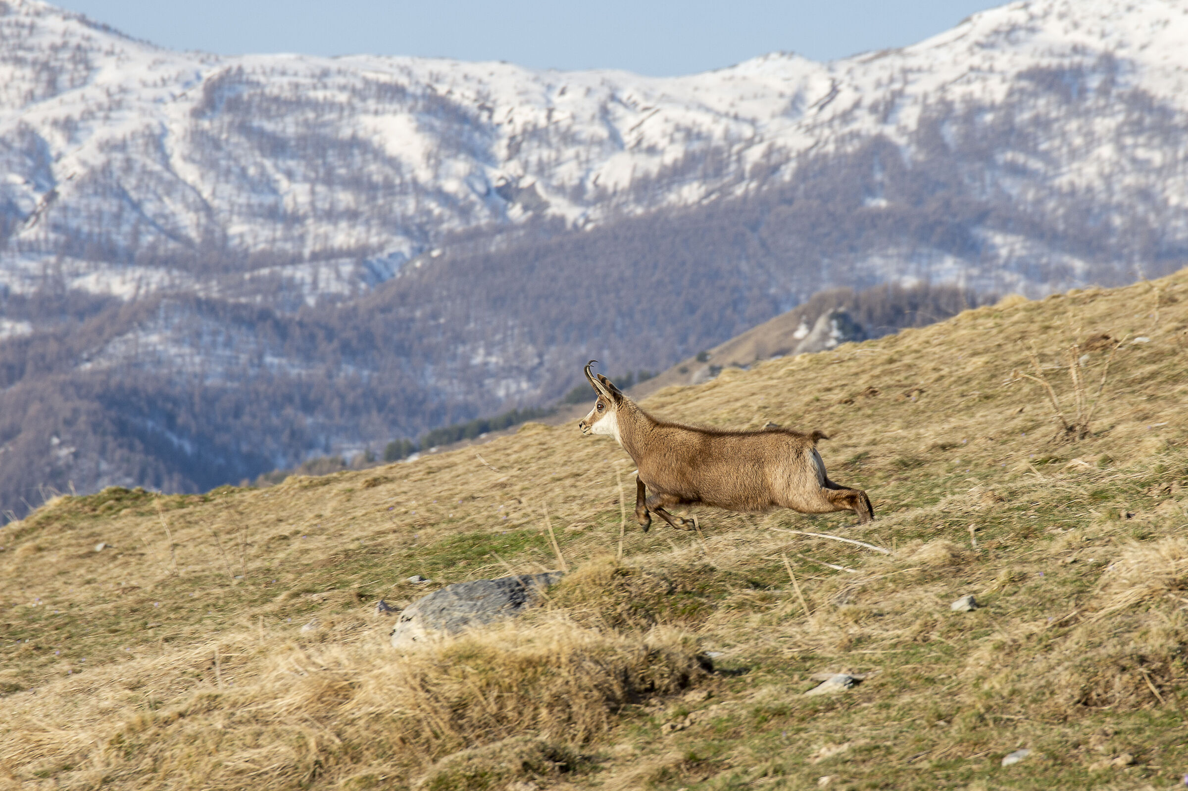chamois