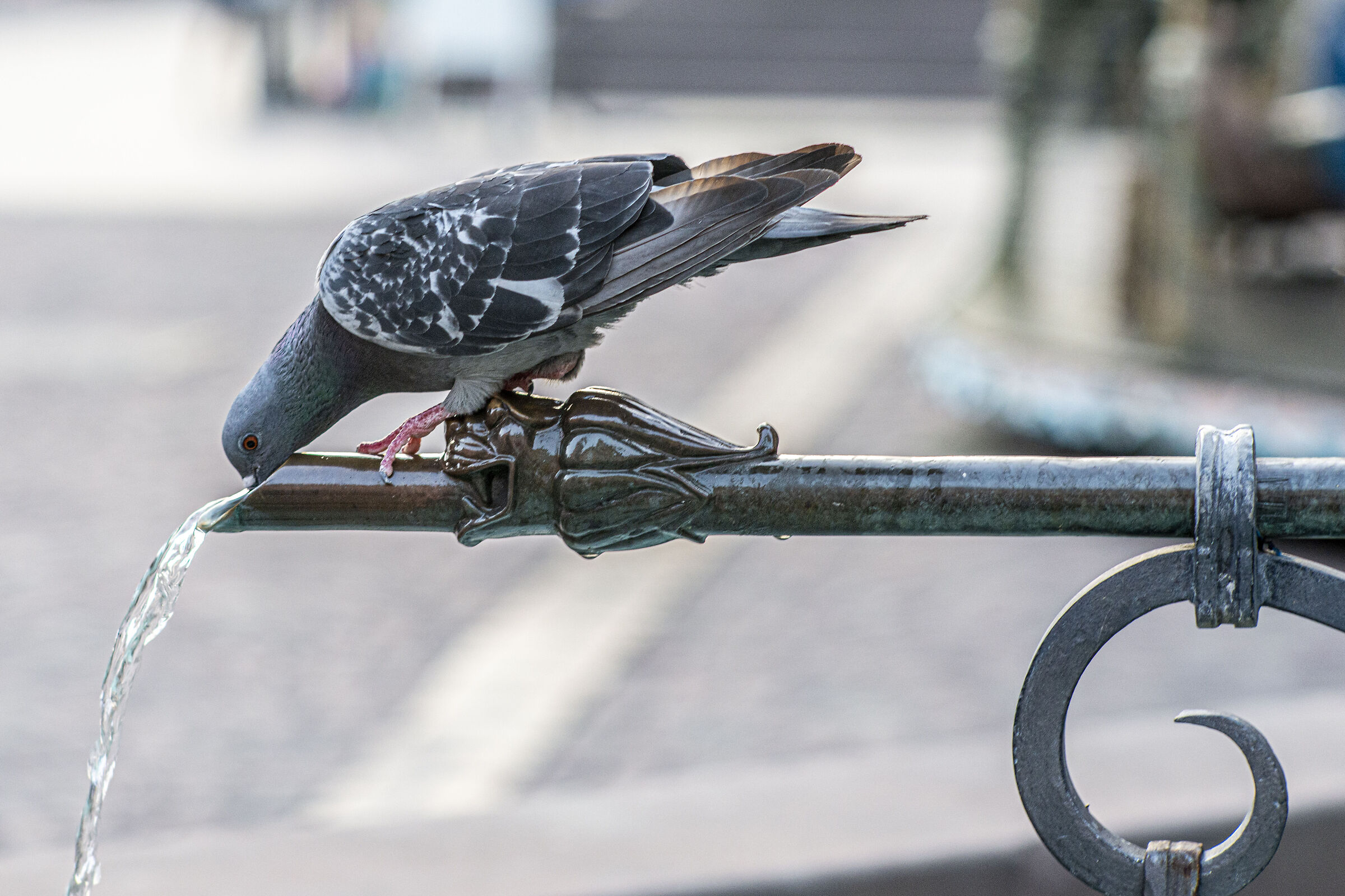 Finalmente mi disseto!