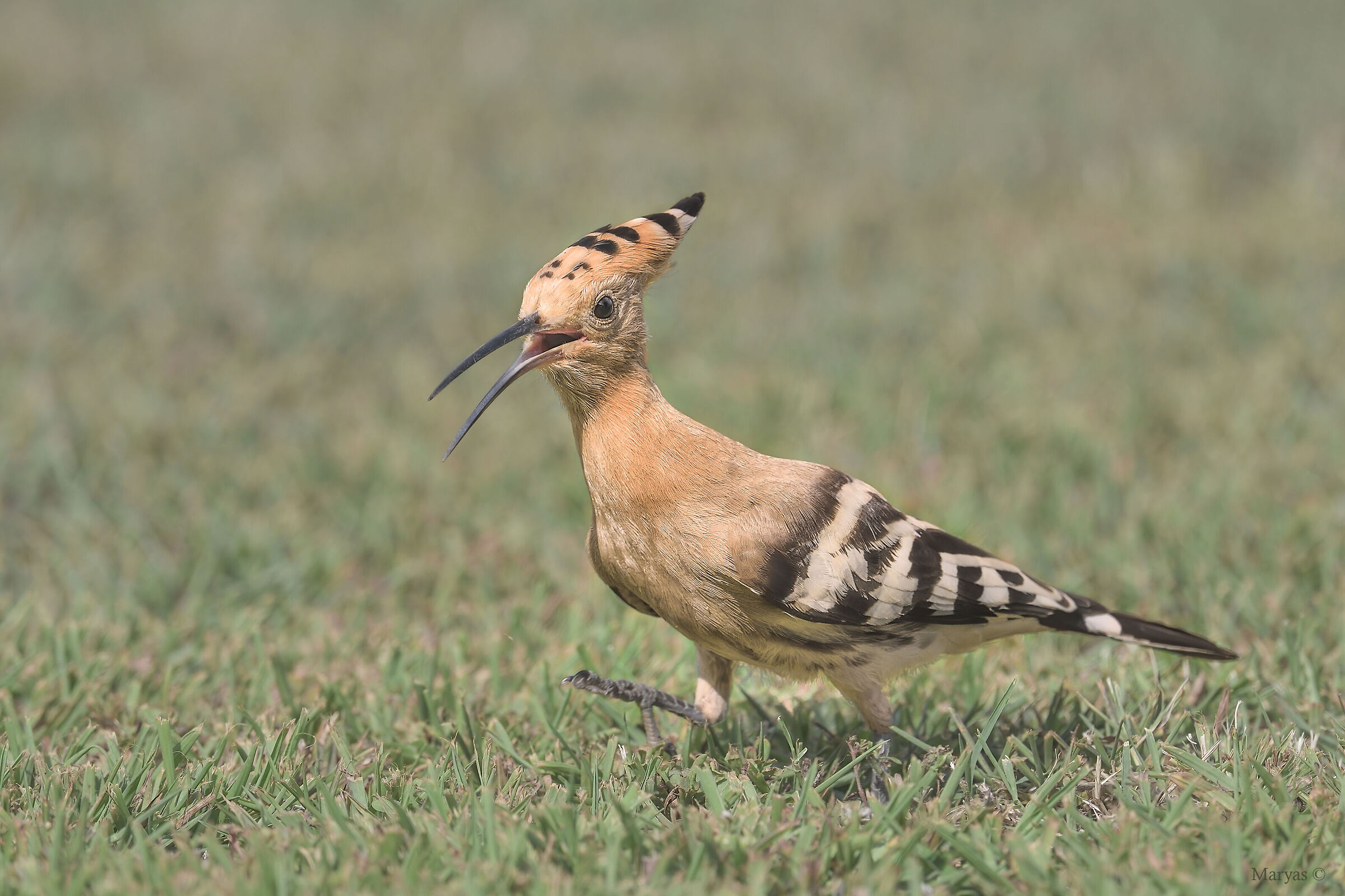 Pawing among the grass