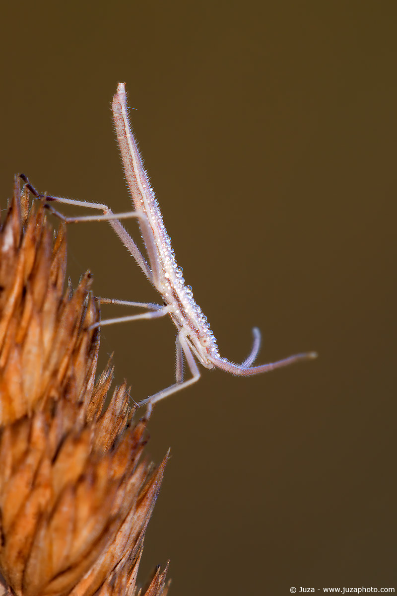 Chorosoma schillingi, 005896