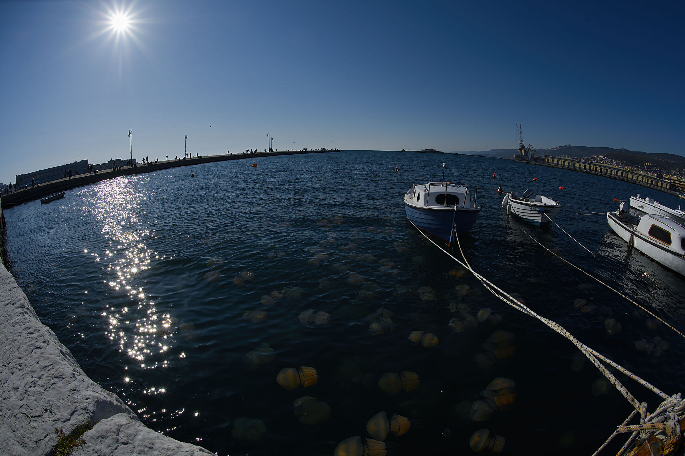 Meduse a Trieste