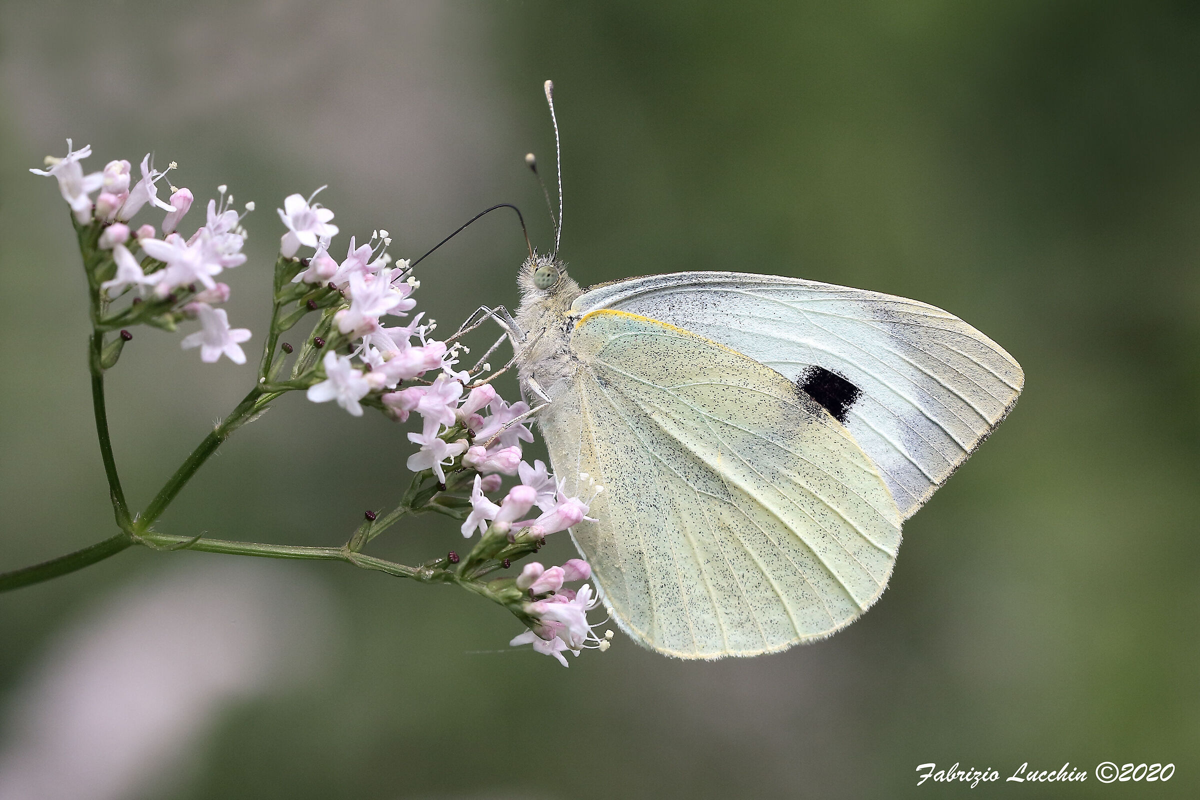 Pieris brassicae (esemplare maschio)