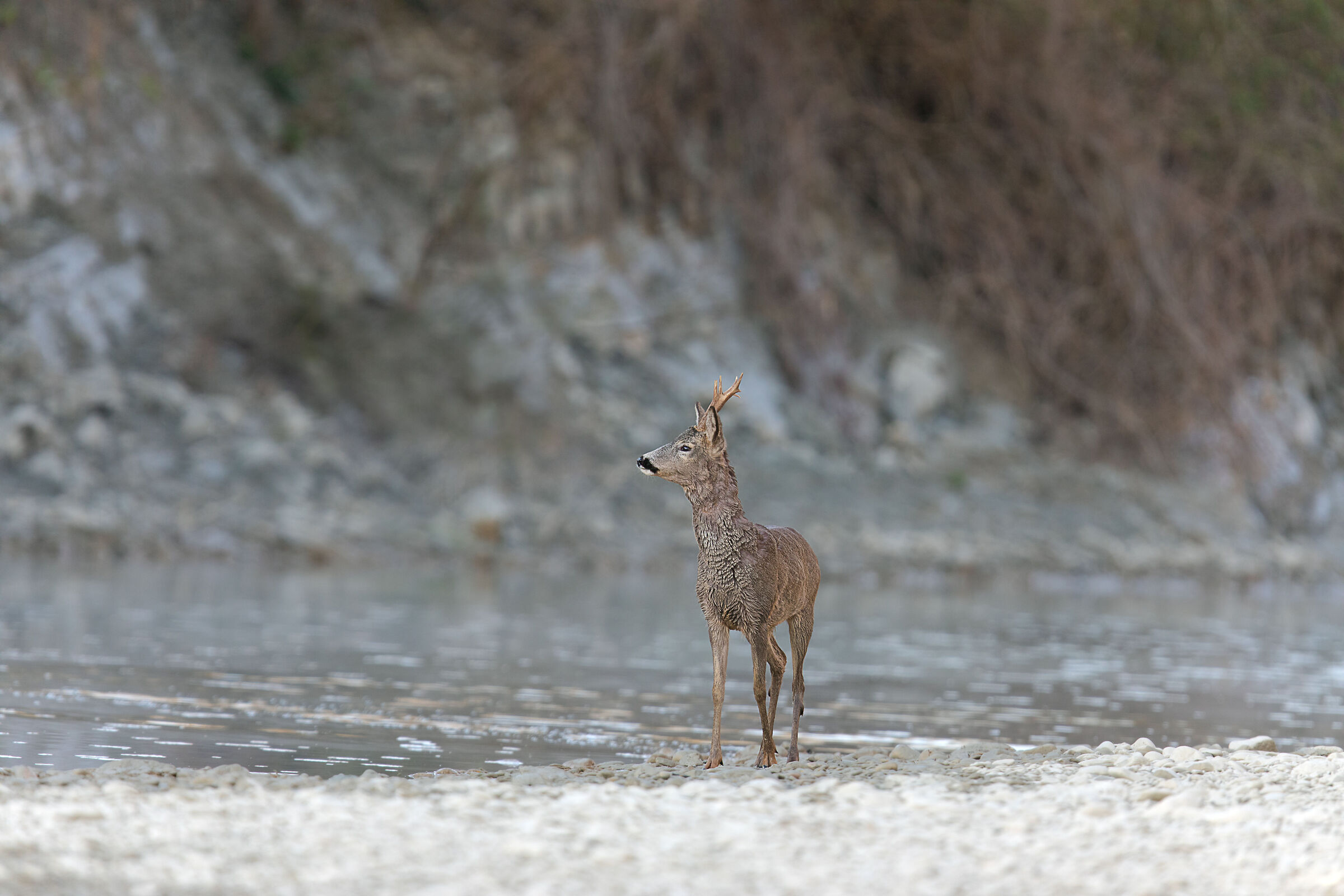 Capriolo