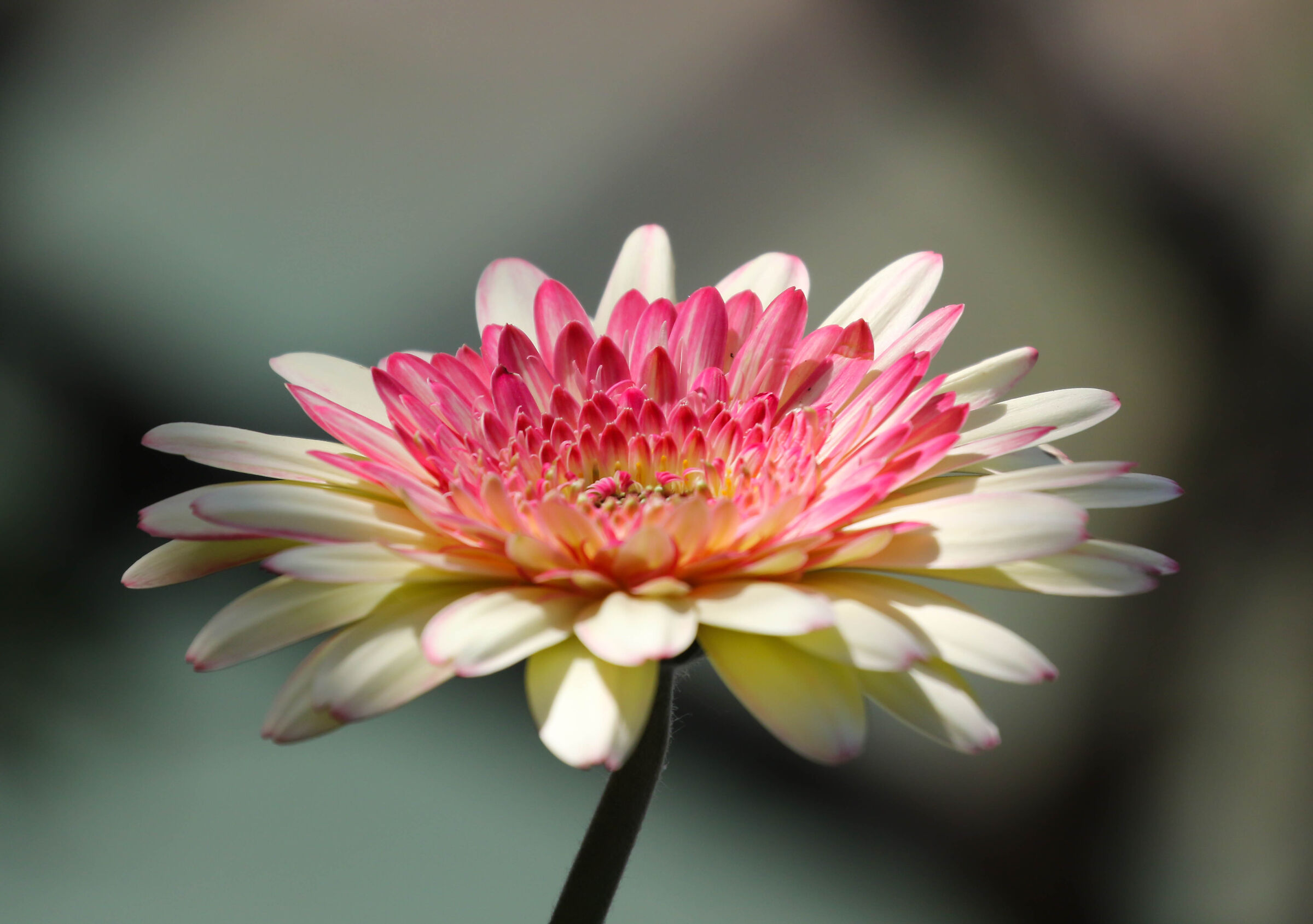 La bellezza fiorita ha molta cura di se.....