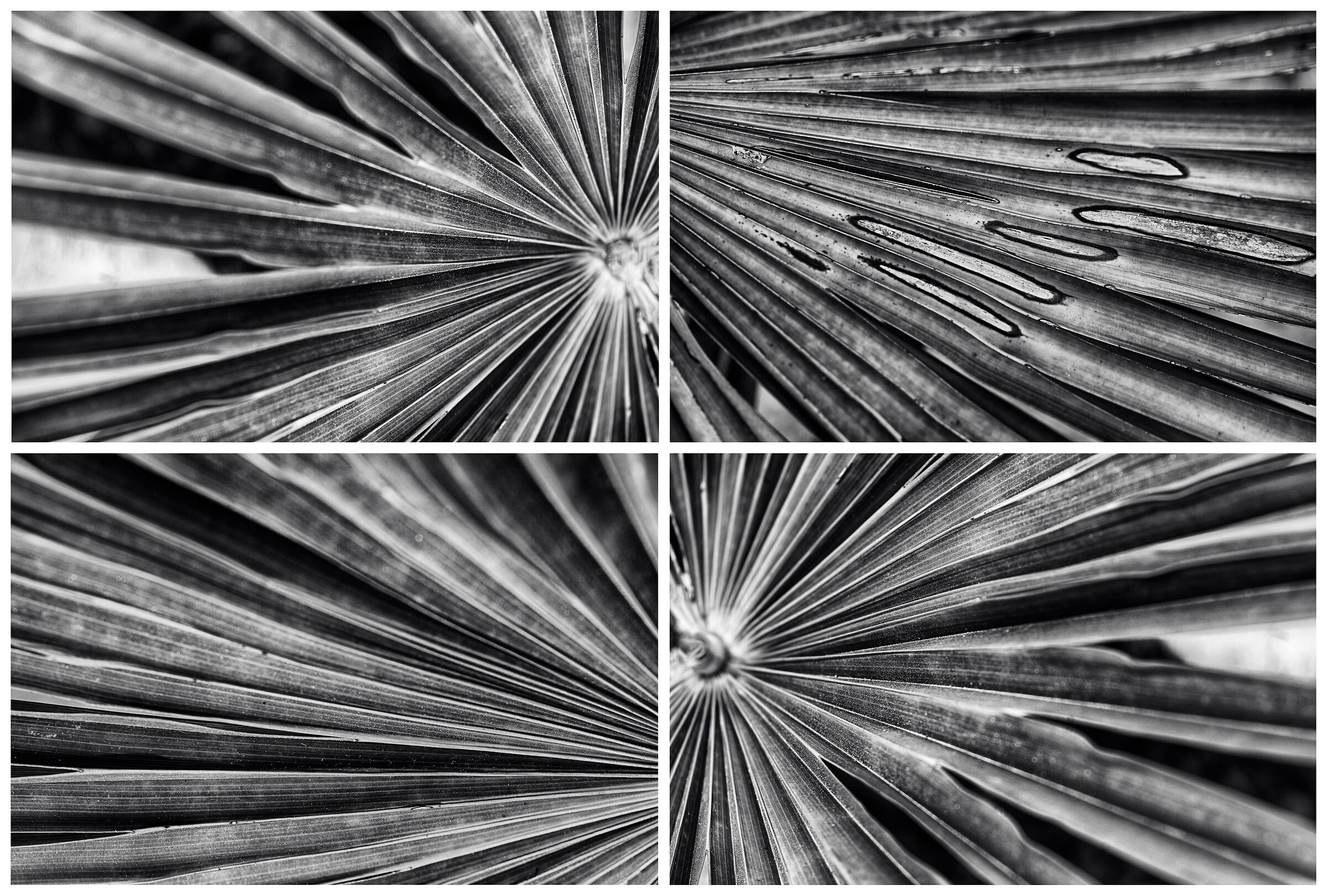 Variazioni di forma e sostanza xvii