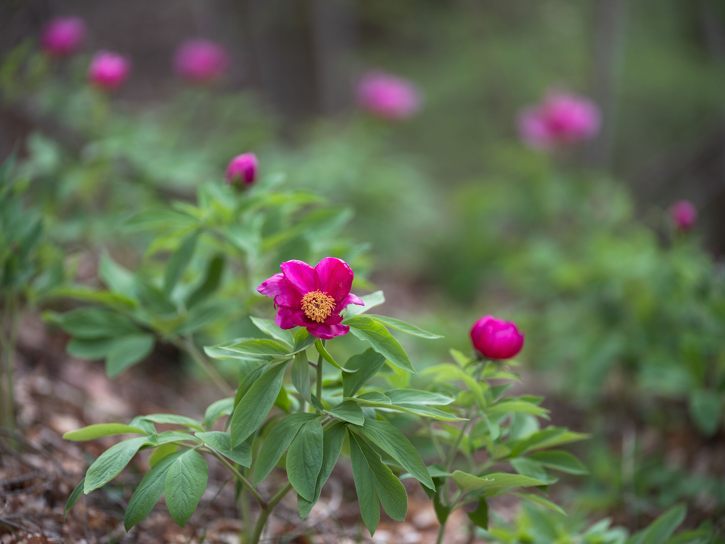 Peonia officinalis