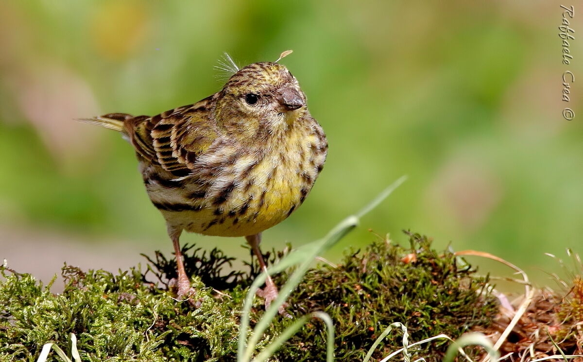 Female Verzellino with Dandelion seed
