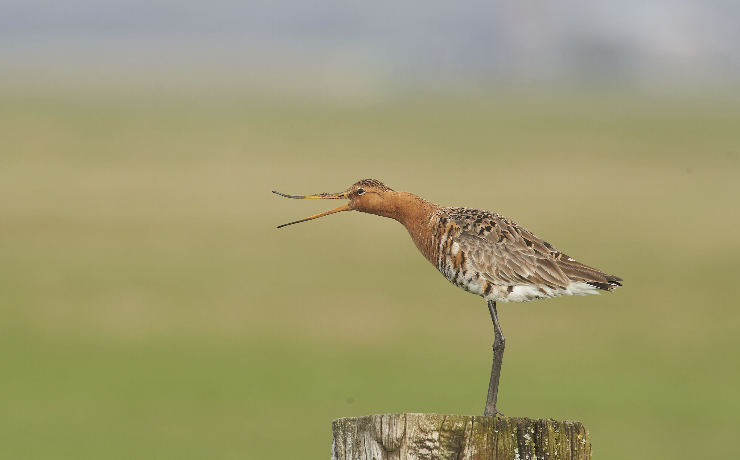Godwit dalla coda nera