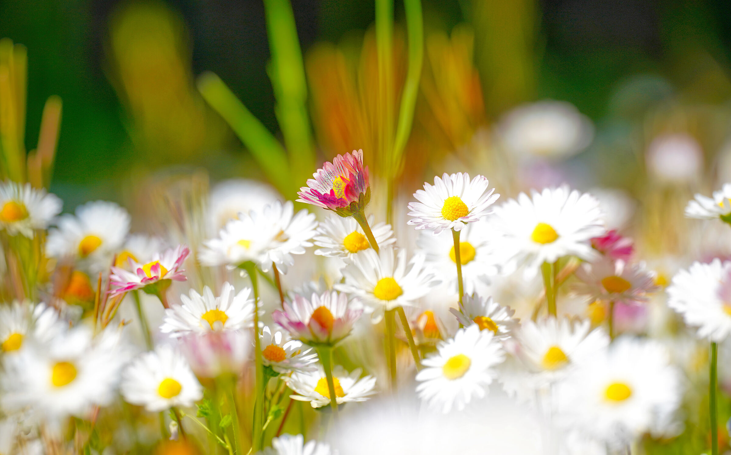 spring
