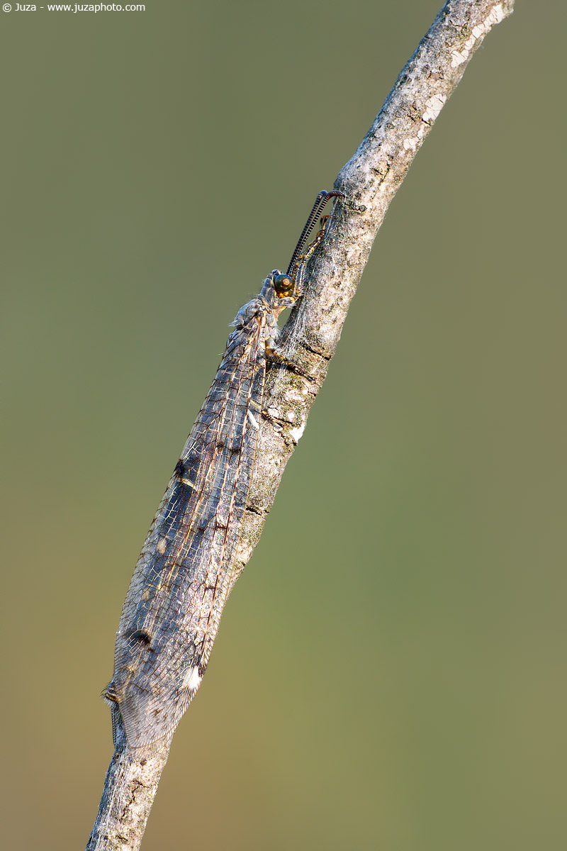 Distoleon tetragrammicus, 005920