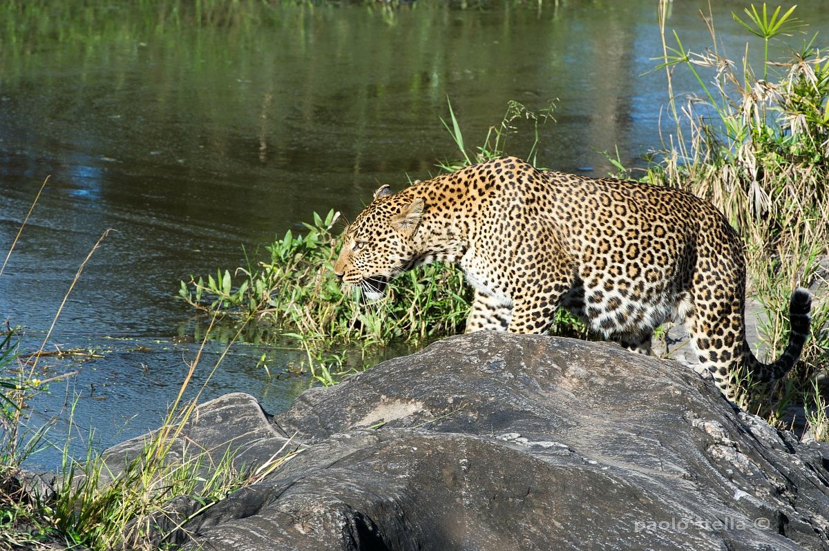 leopard at the river