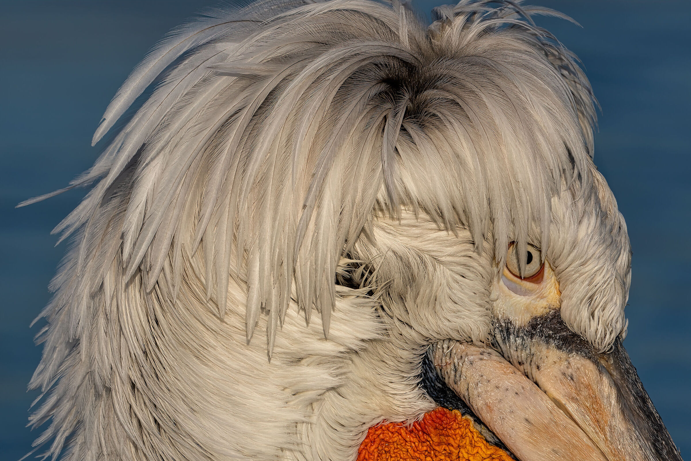 Just out of the hairdresser...