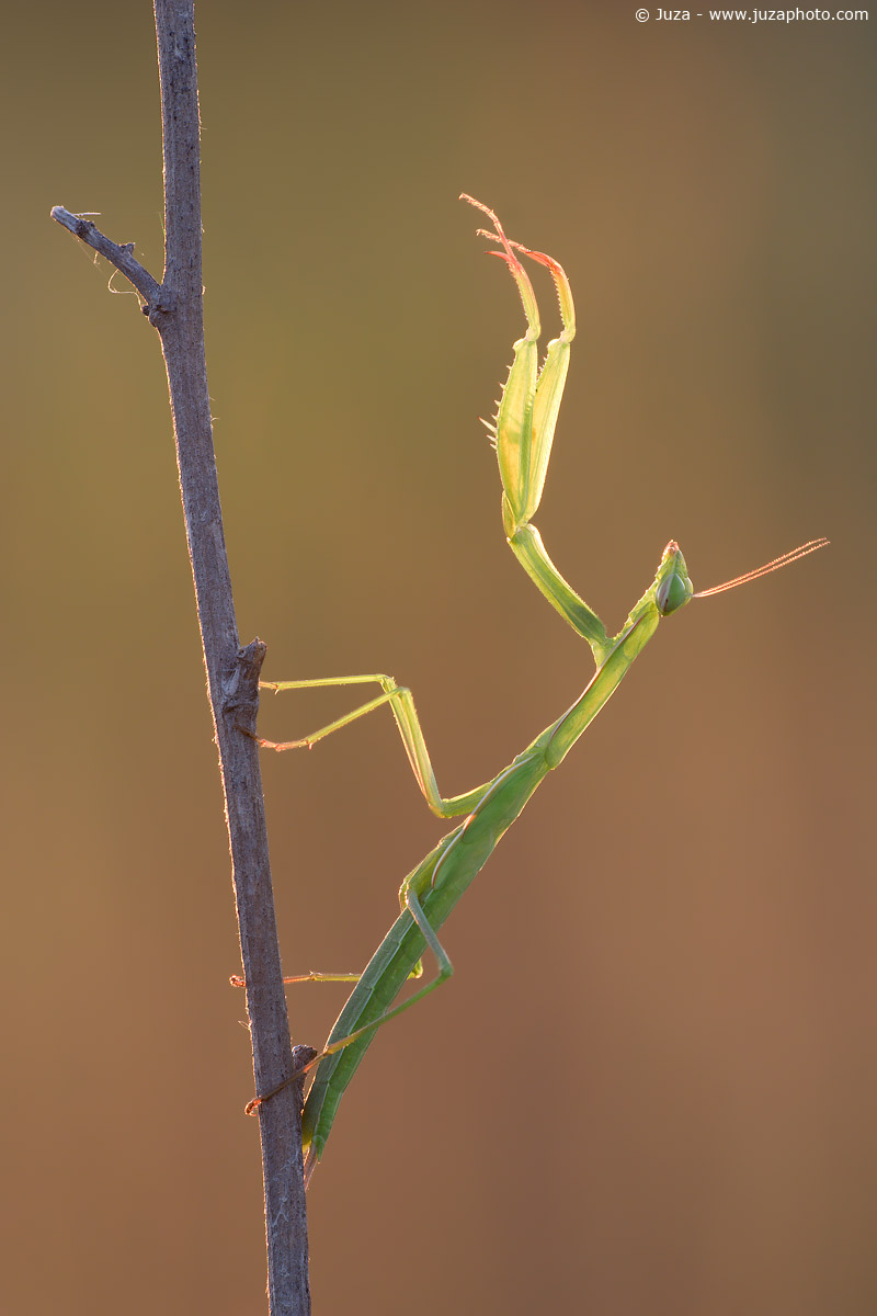 Mantis religiosa, 005909