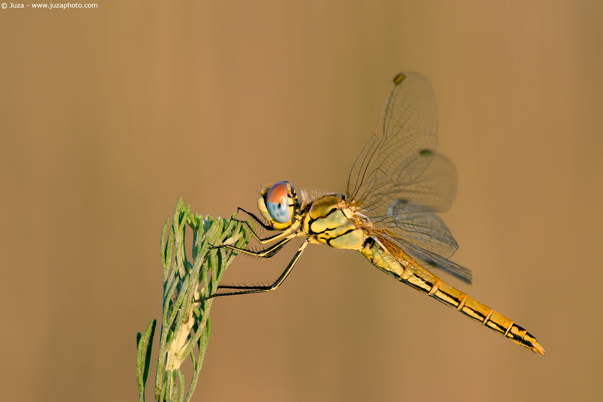 Sympetrum fonscolombii, 005914