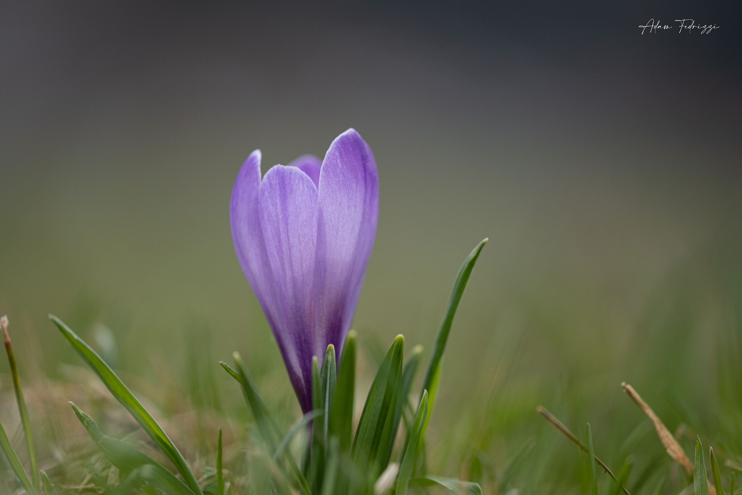 Crocus