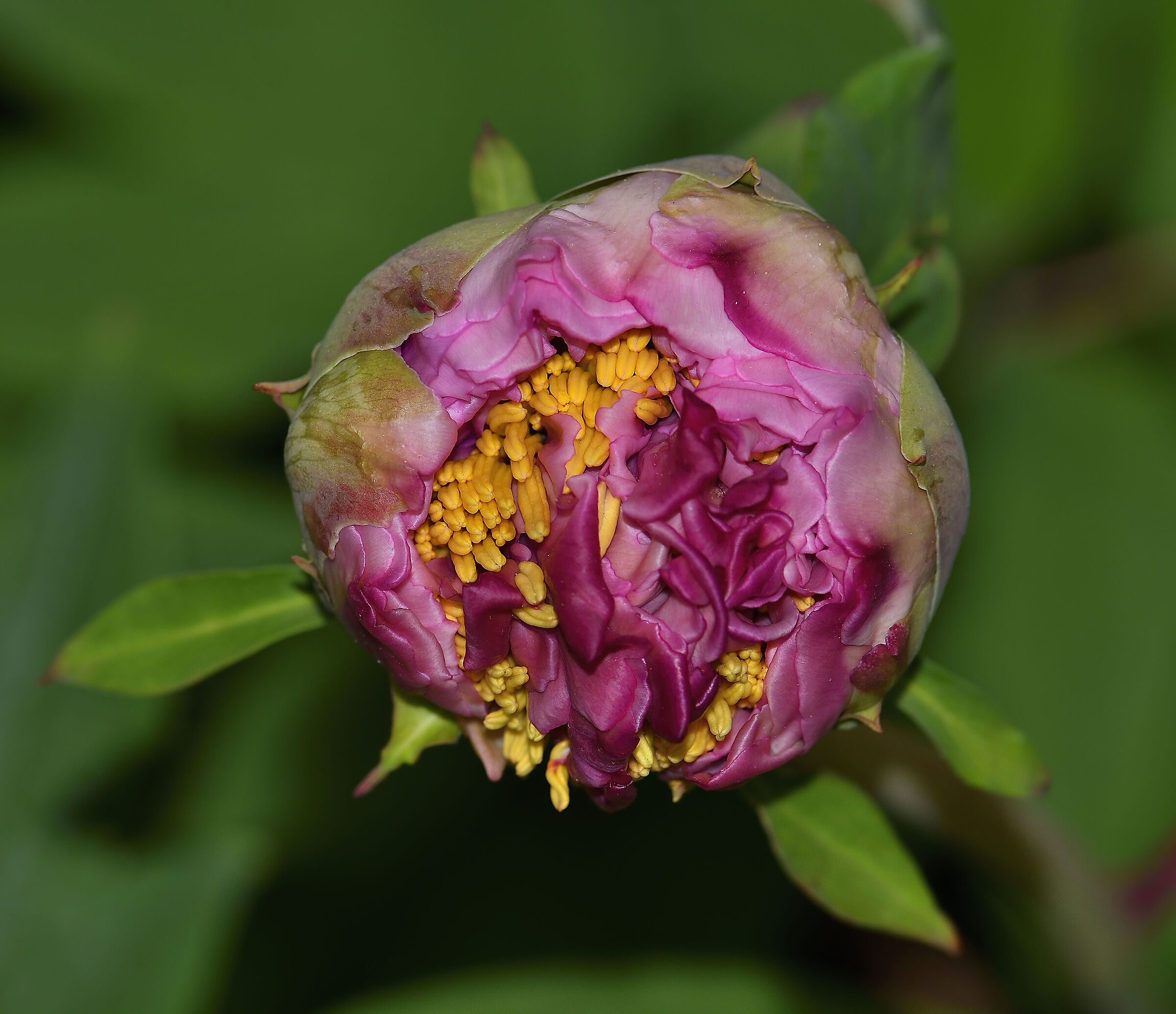 Anche quest'anno fioriscono bene...