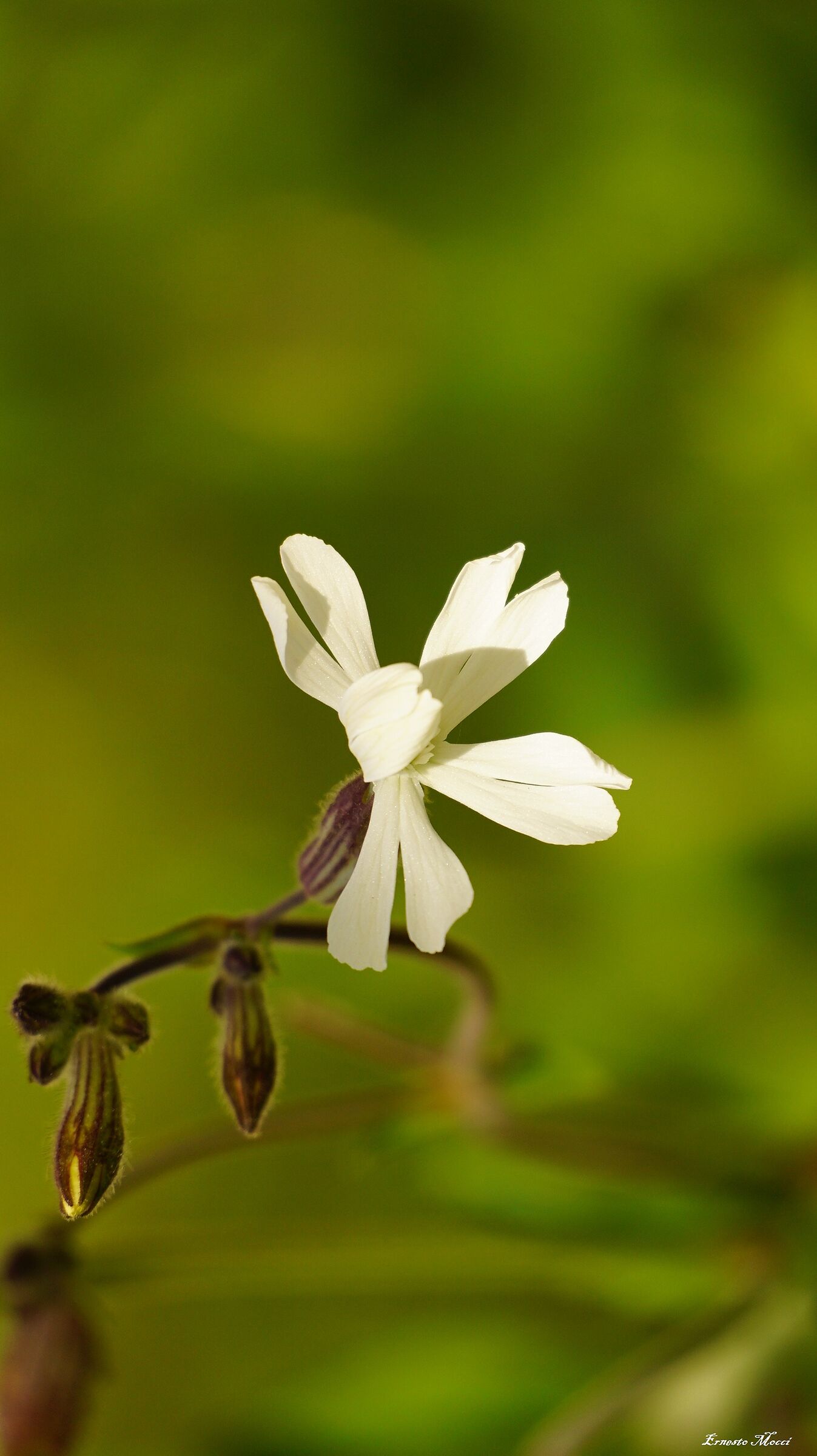 Isola della tentazione di primavera