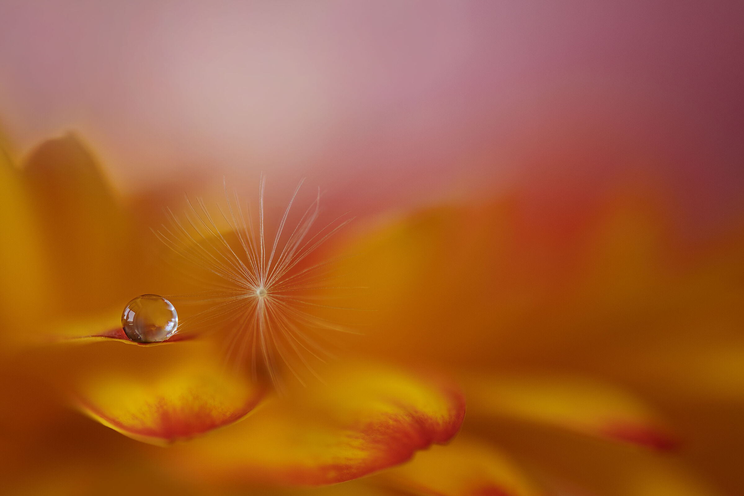 the drop and the star