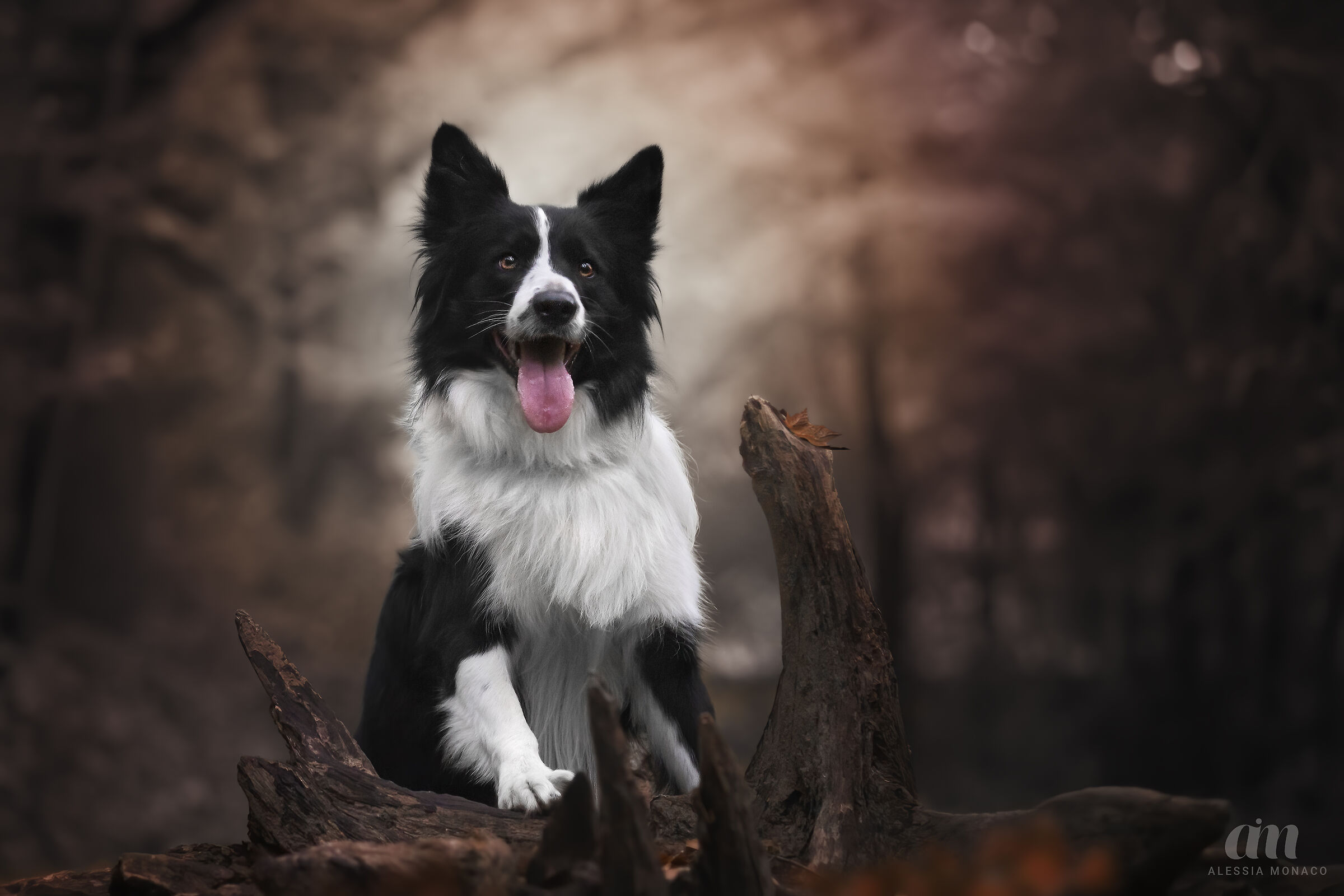 Border collie in autunno