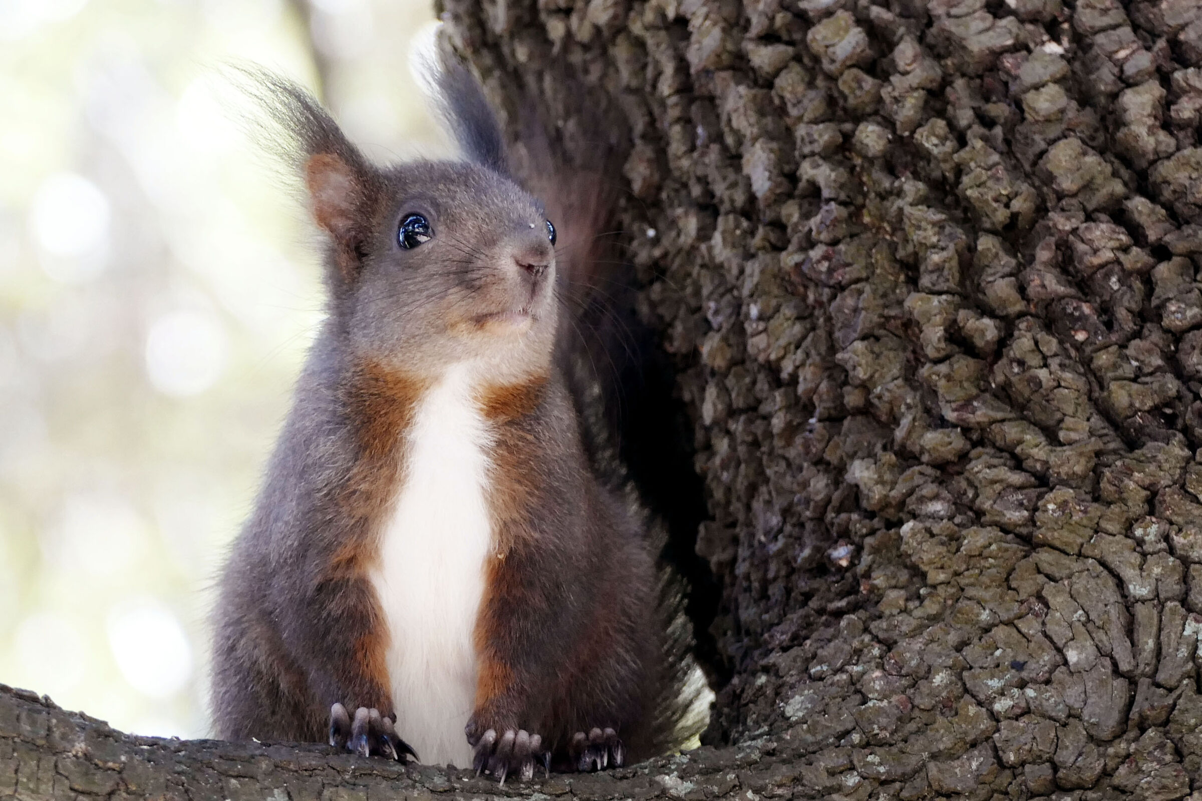 Diligentemente aspetto..